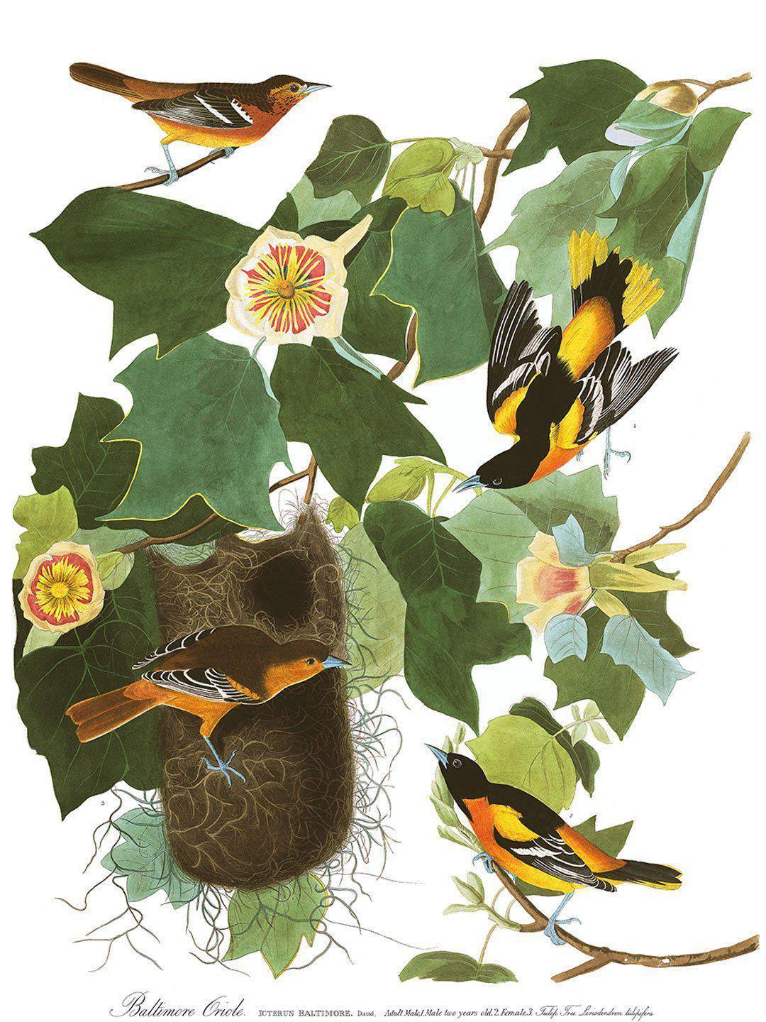1080x1440 Group of Orioles Wallpaper Mural. Birds of America Art