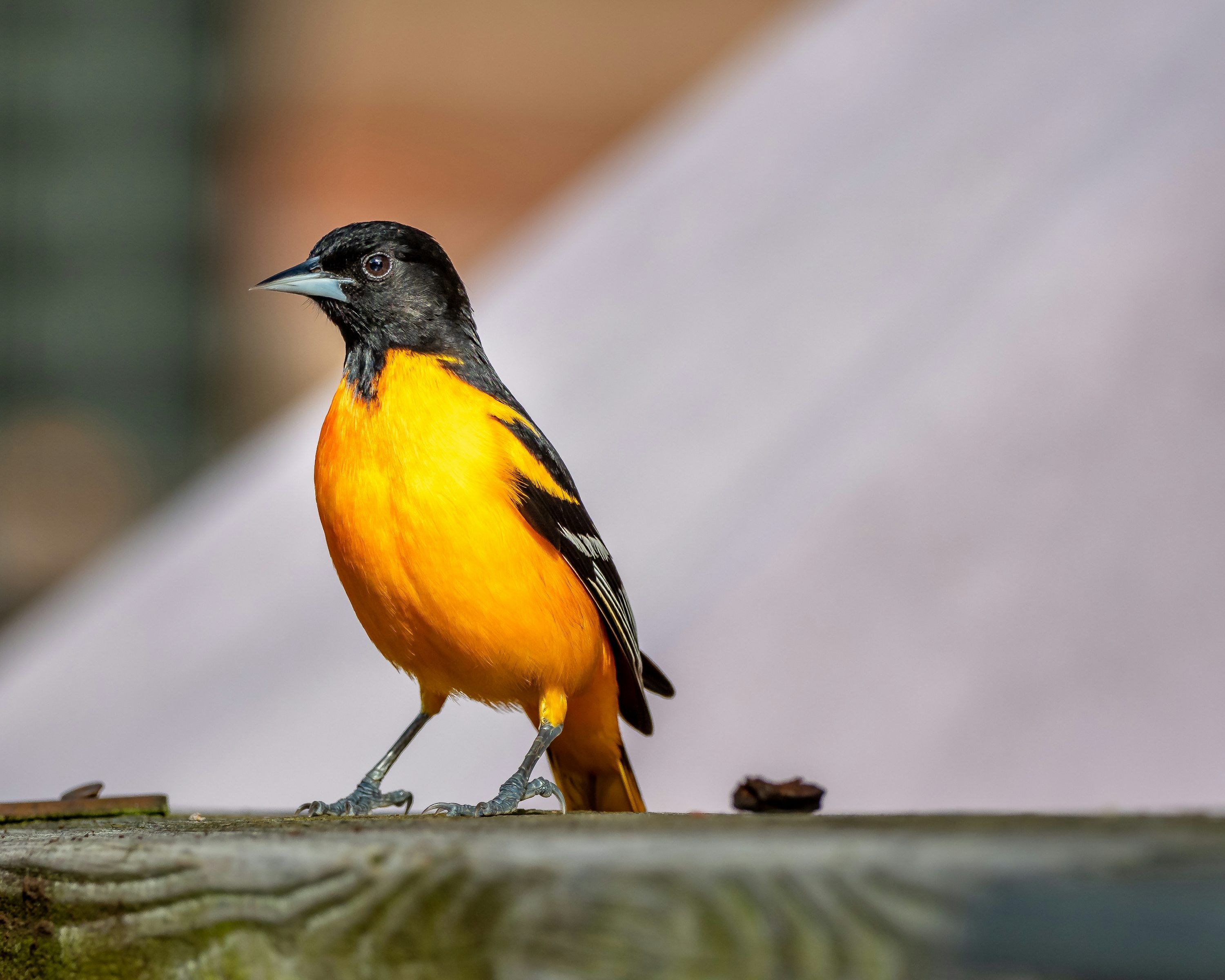 3000x2400 Oriole Picture. Download Free Image