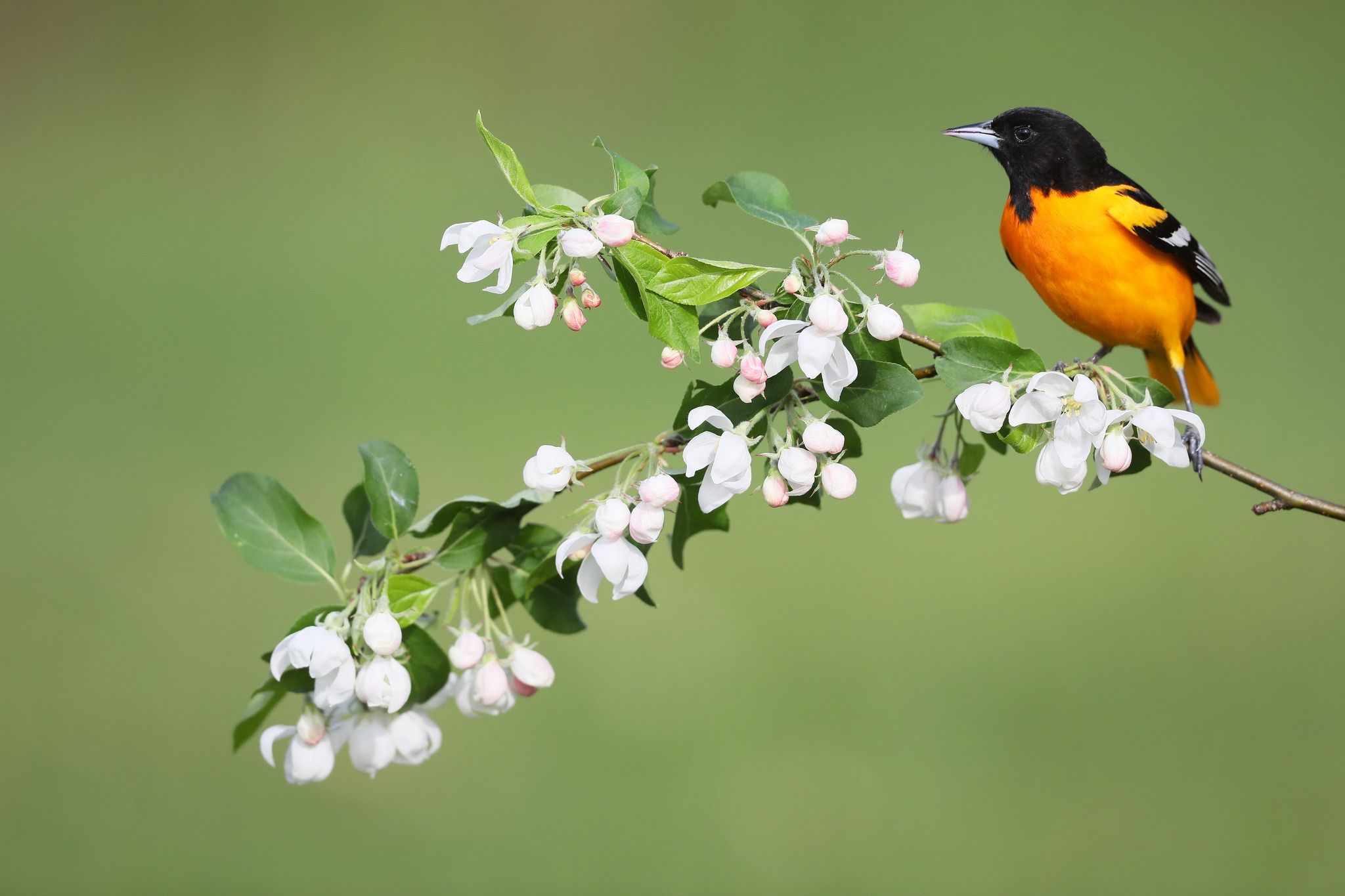 2048x1365 Wallpaper bird, spring, Baltimore Oriole, Baltimore colored troupial, flowers for mobile and desktop, section животные, resolution 2048x1365