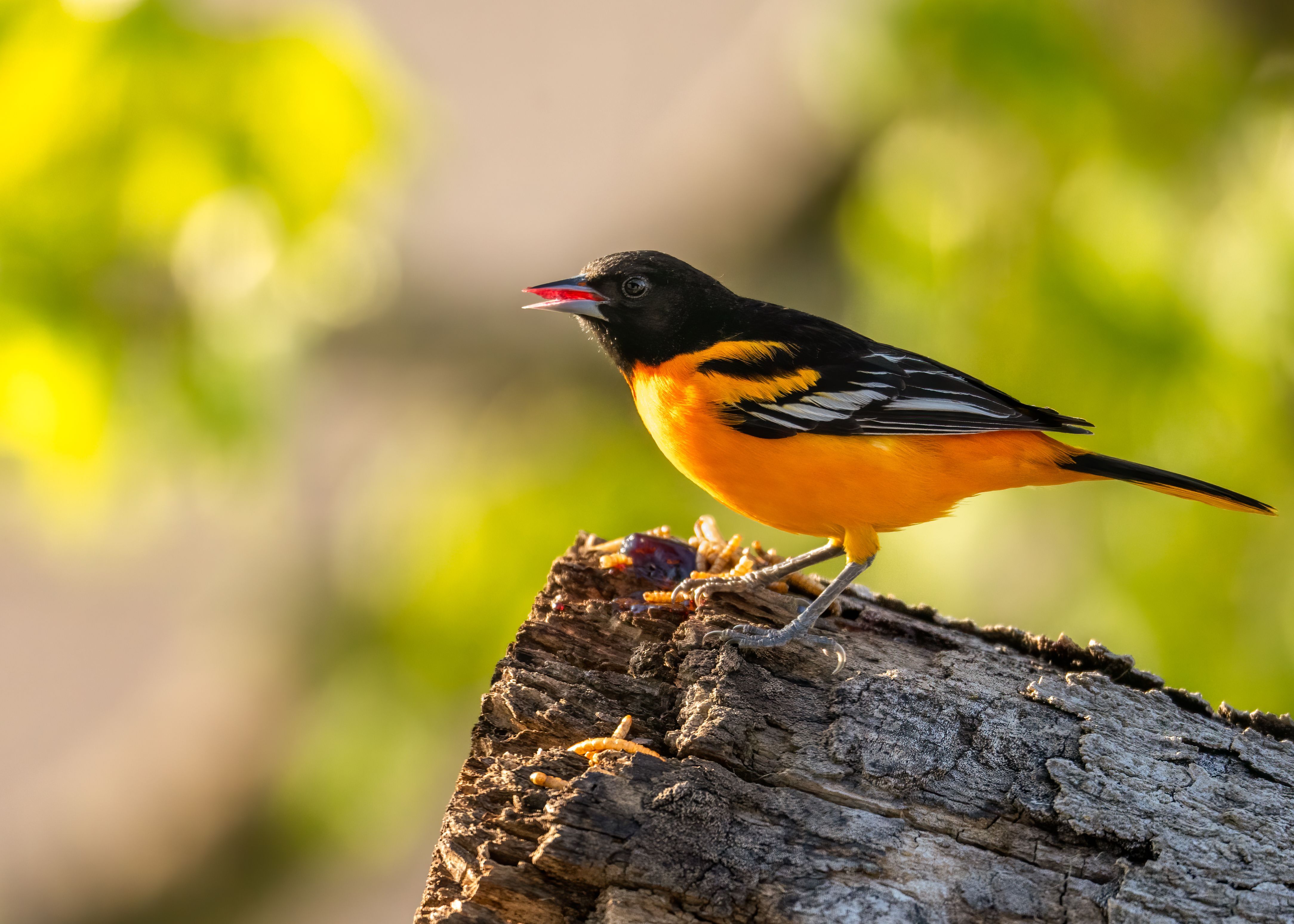 4336x3097 Baltimore Oriole Photo, Download The BEST Free Baltimore Oriole & HD Image