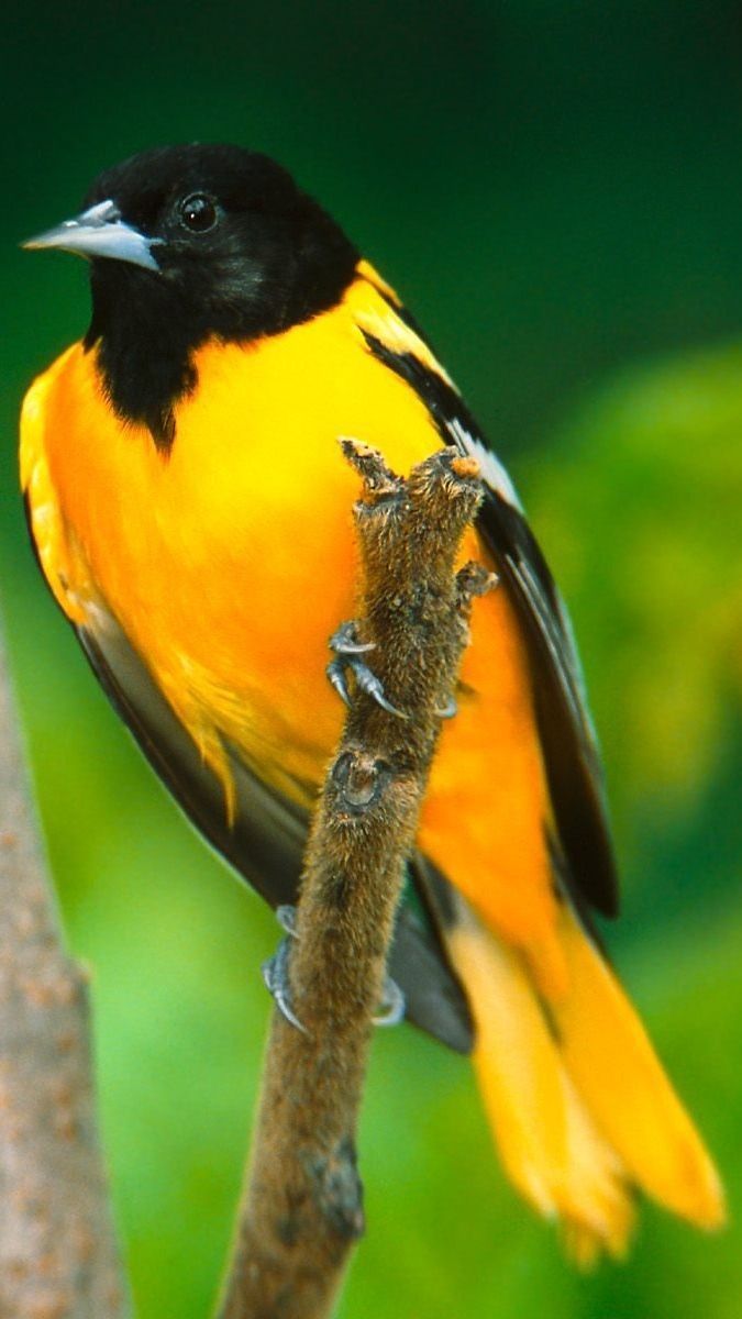675x1200 Baltimore Oriole