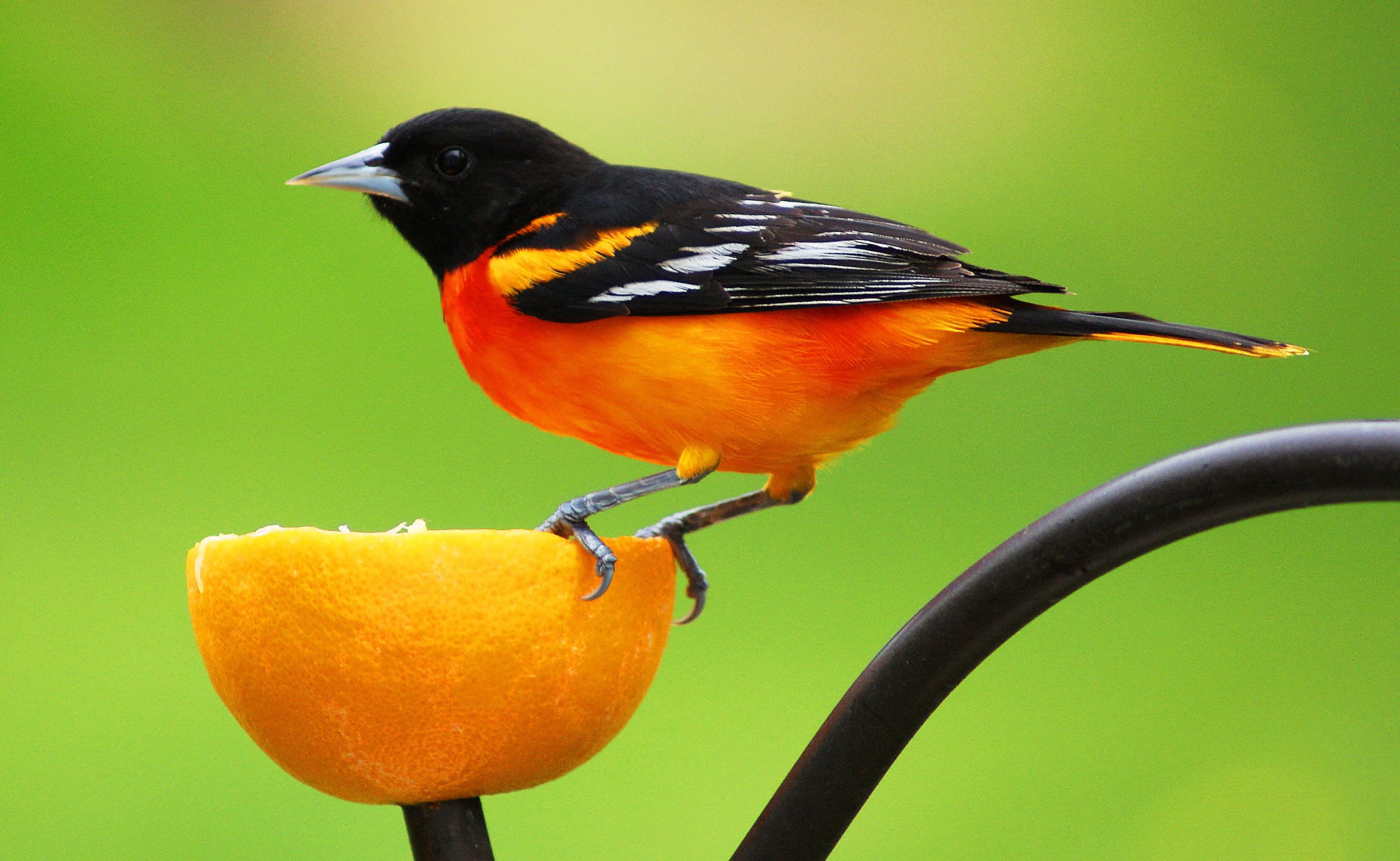 2953x1817 Download Majestic Orange and Black Orioles Bird Picture