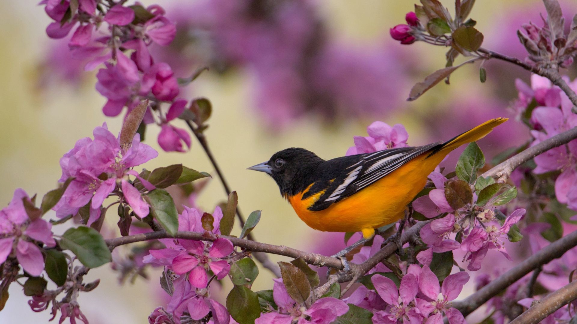 1920x1080 Our Orange Crush: A Baltimore Oriole Love Story