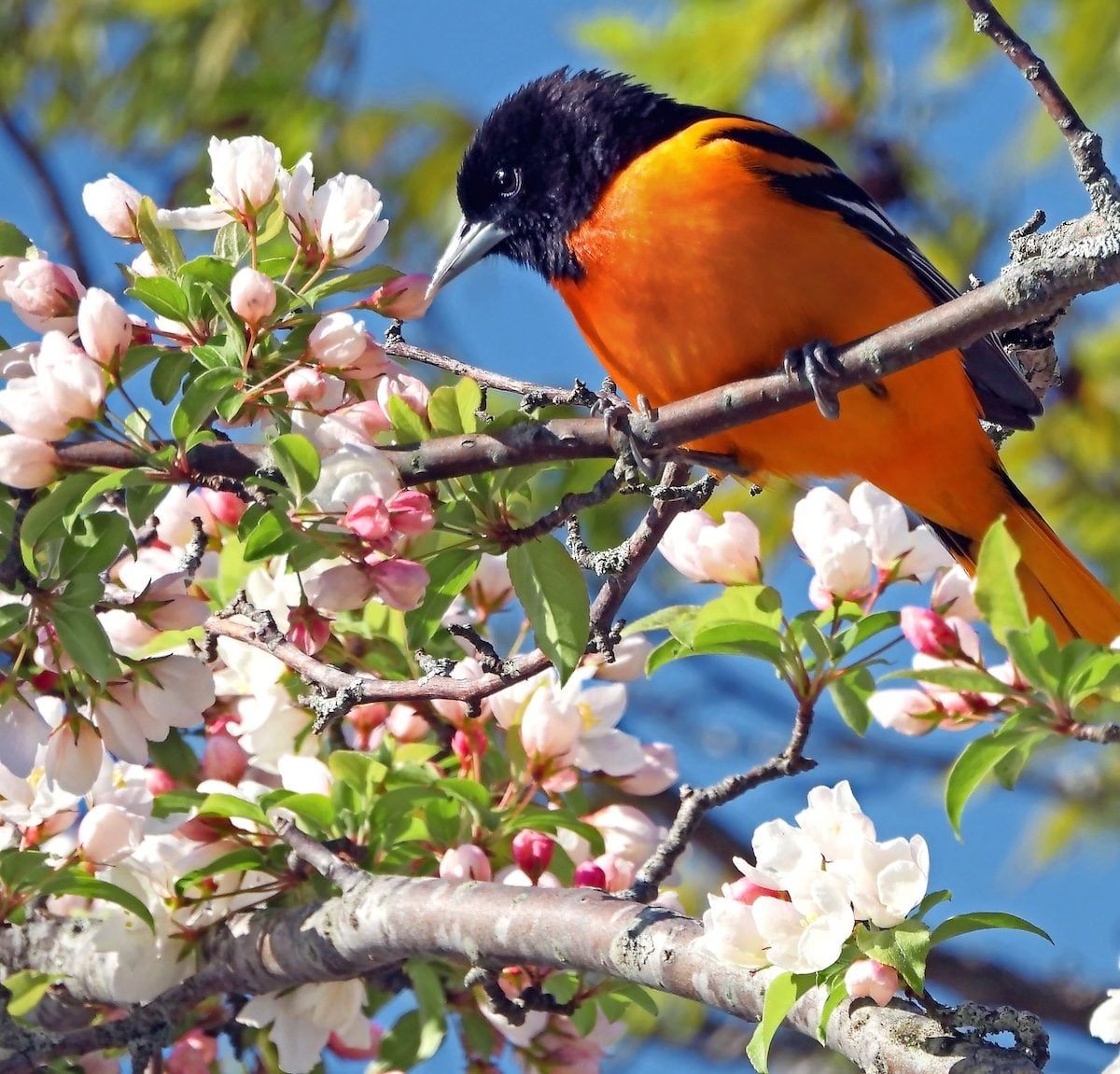 1200x1151 Picture of Oriole Birds to Brighten Your Day and Blooms