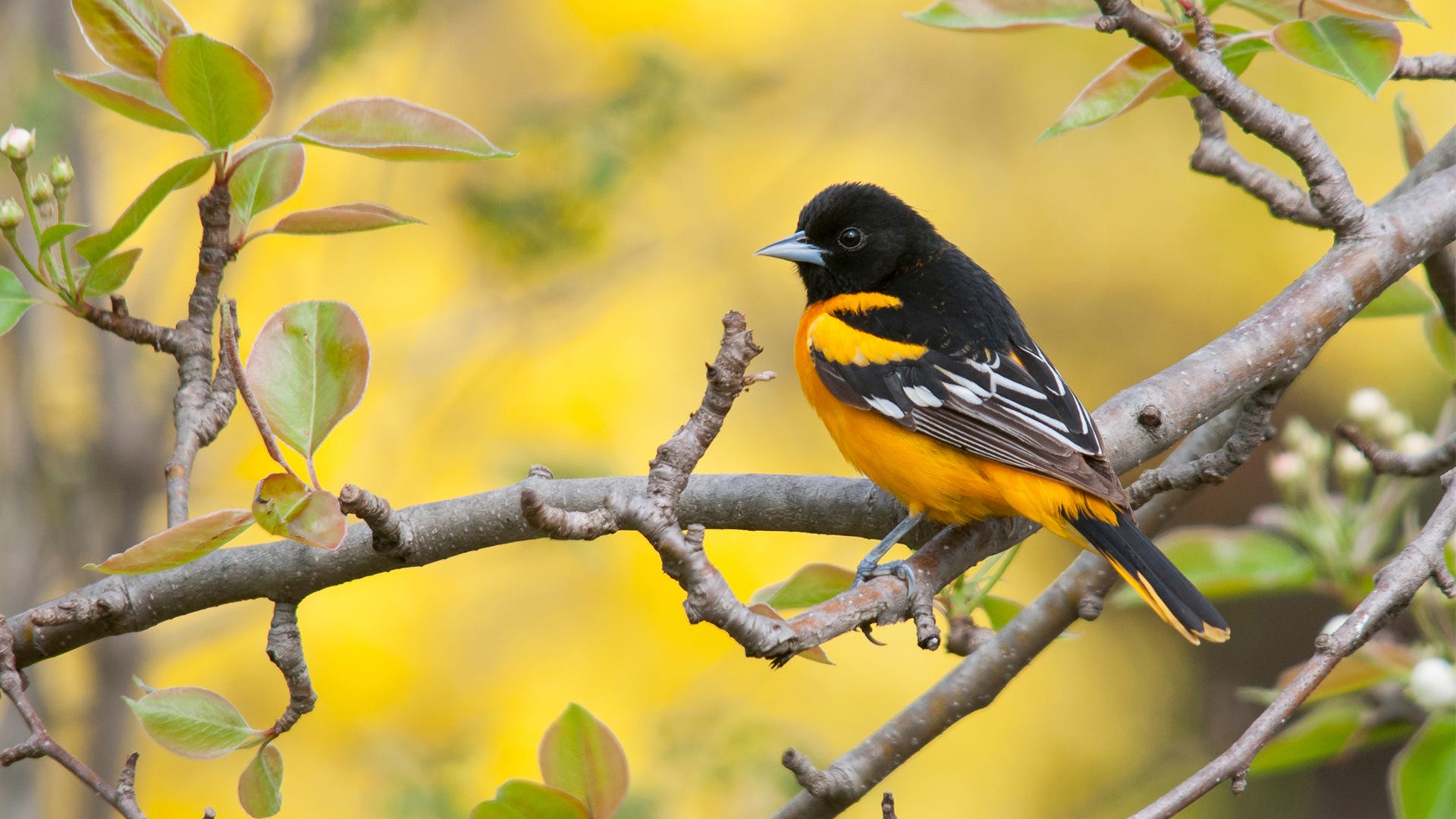 1920x1080 Indulging Your Orioles' Sweet Tooth
