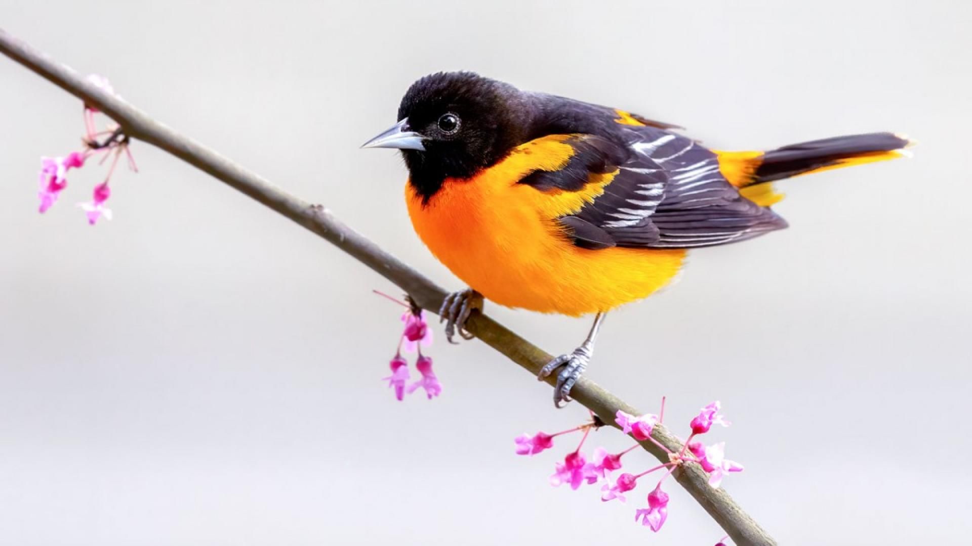 1920x1080 Baltimore, Bullock's orioles will retain separate identities