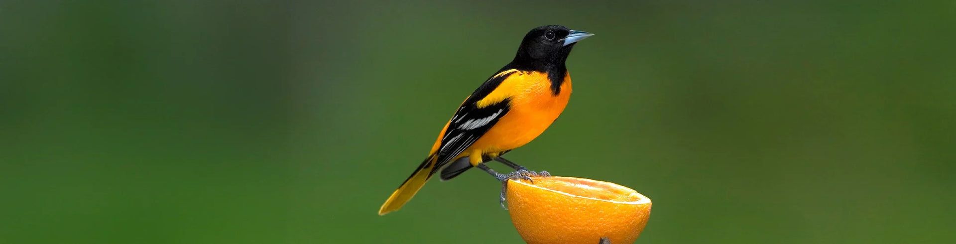 1920x490 Attracting Orioles to Your Backyard. Feeders, Food & Tips