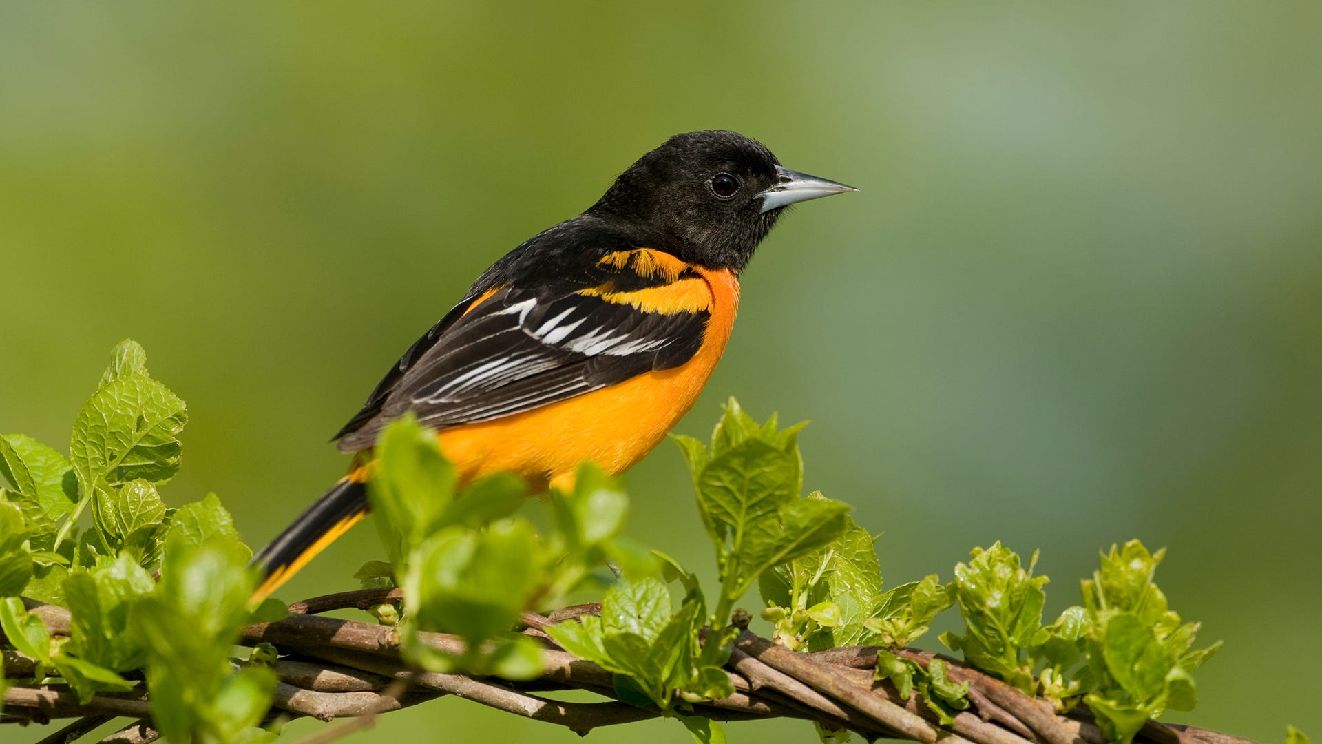 1920x1080 How to Attract Orioles This Spring