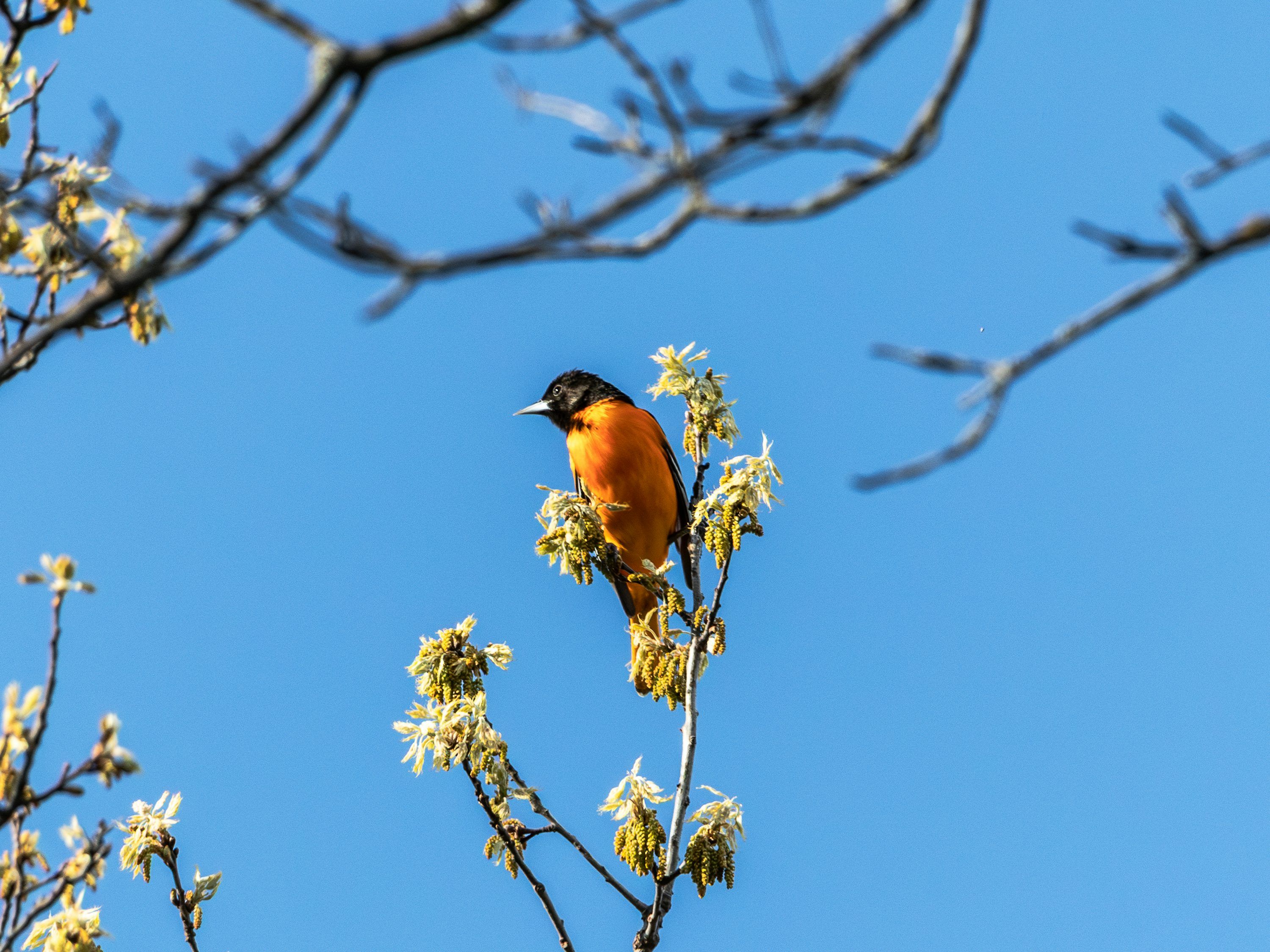3000x2250 Oriole Picture. Download Free Image