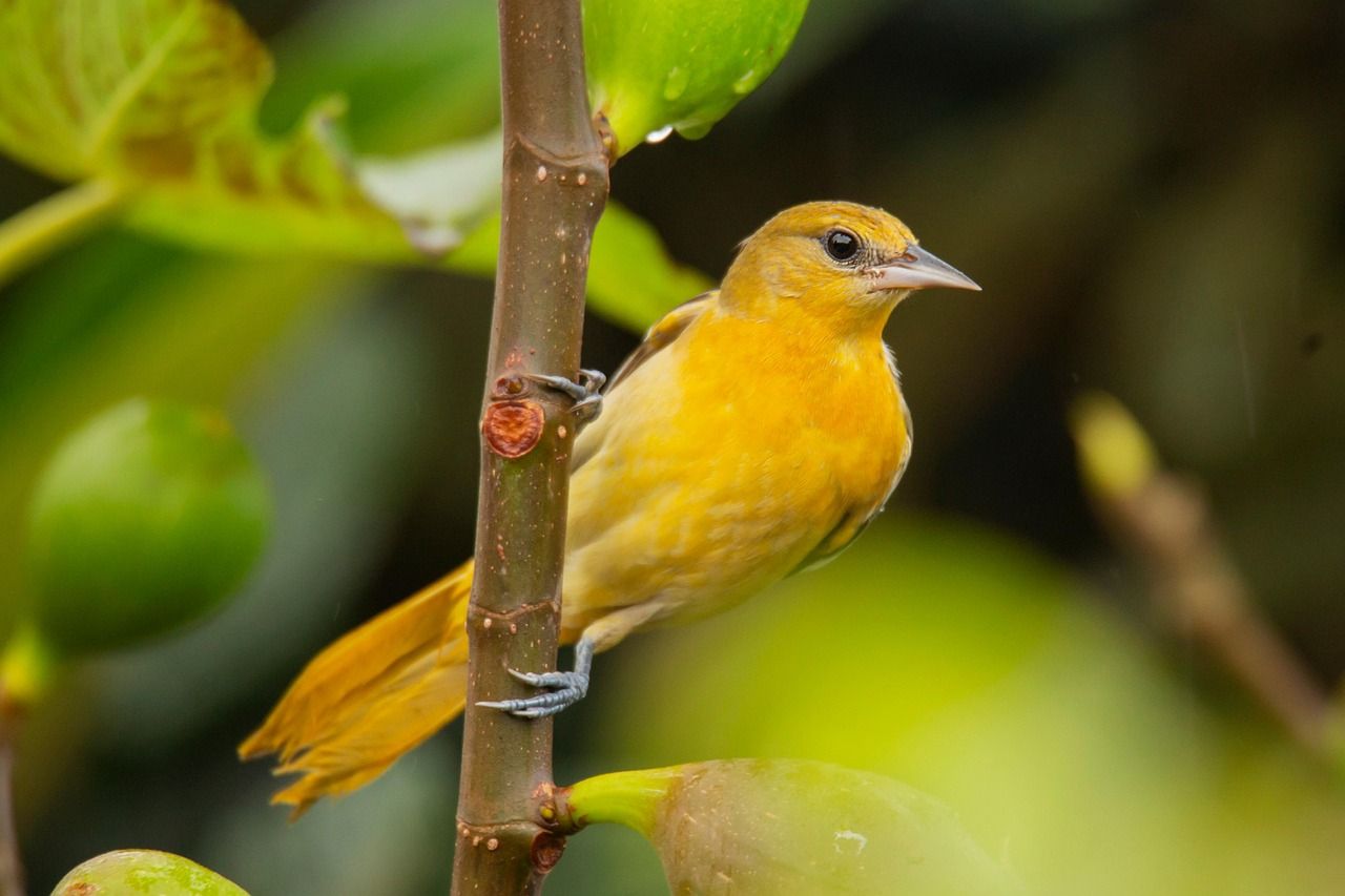 1280x853 Free Oriole & Nature Image