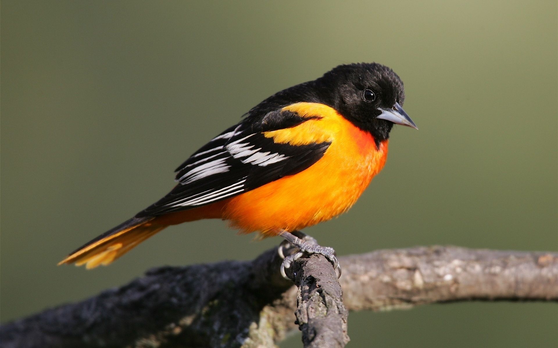 1920x1200 Stunning Baltimore Oriole HD Wallpaperx1200
