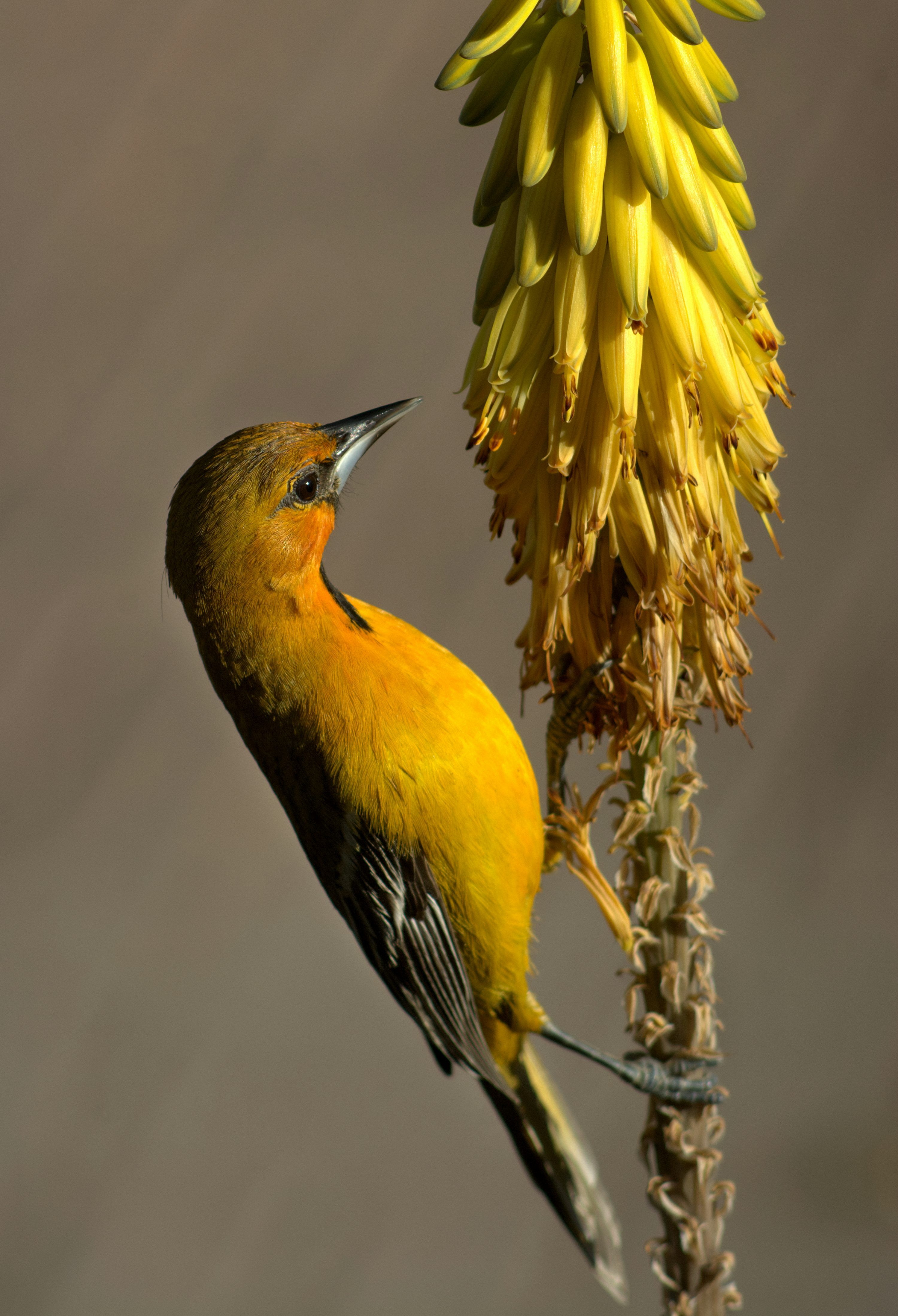 3000x4397 Oriole Picture. Download Free Image