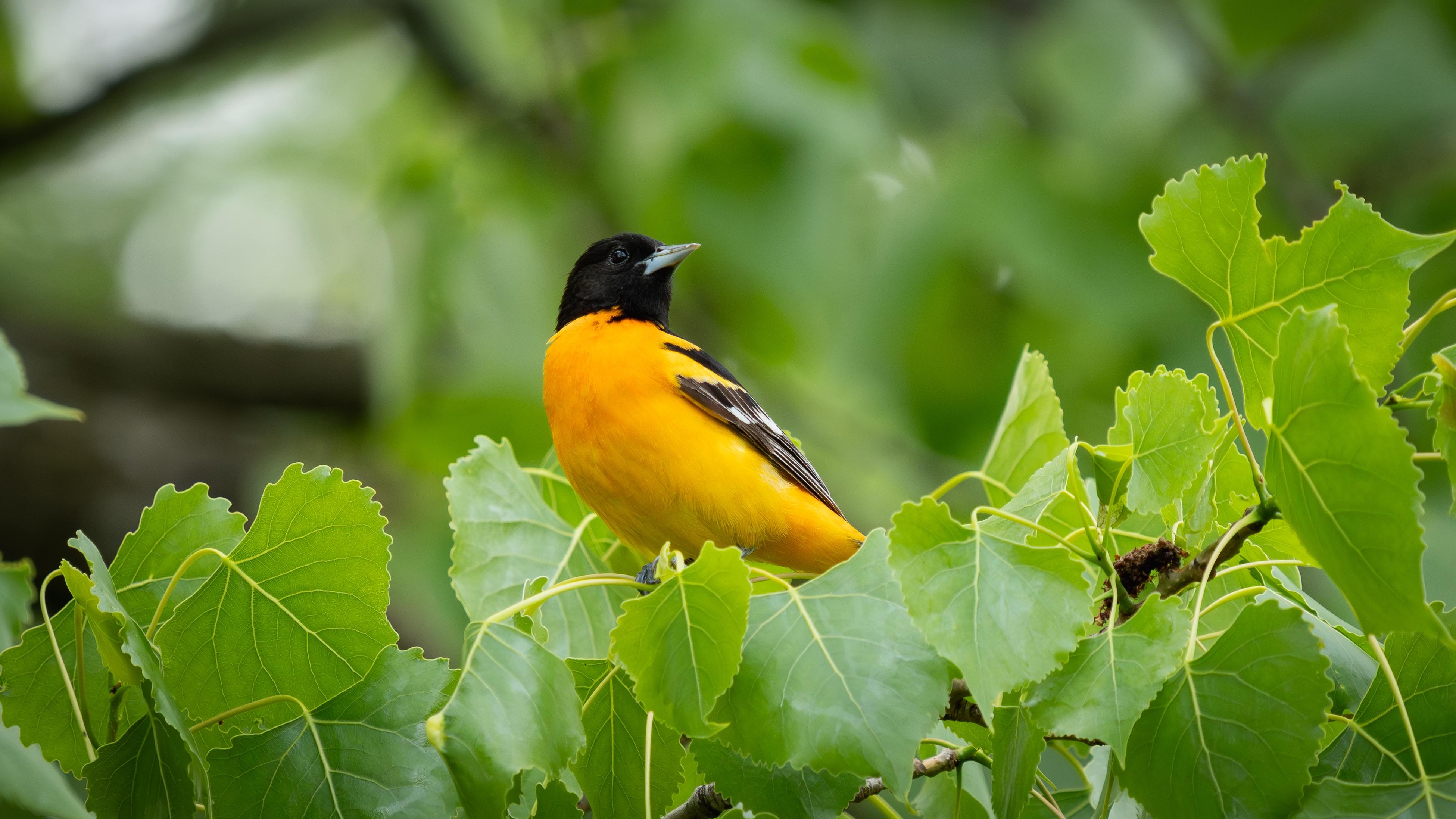 3901x2194 One of my favorite birds