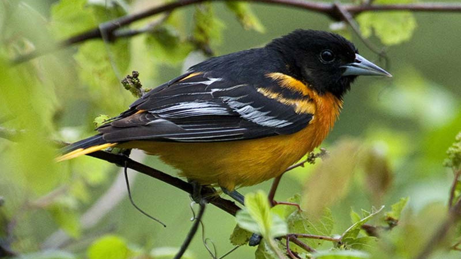 1600x900 Oriole, Baltimore***. Chicago Botanic Garden