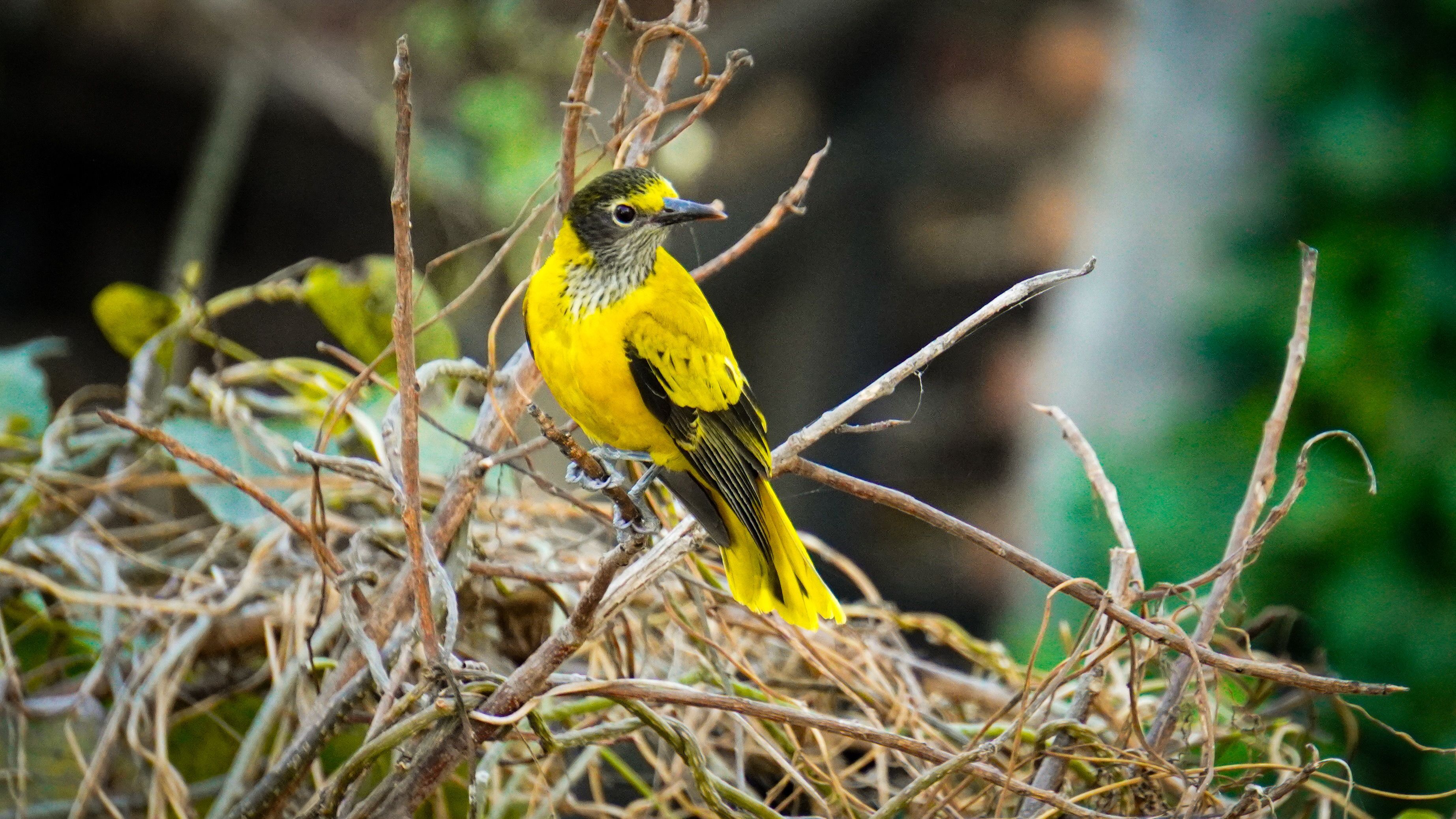 3689x2076 Vibrant Yellow Oriole Perched on Twisted Branches · Free