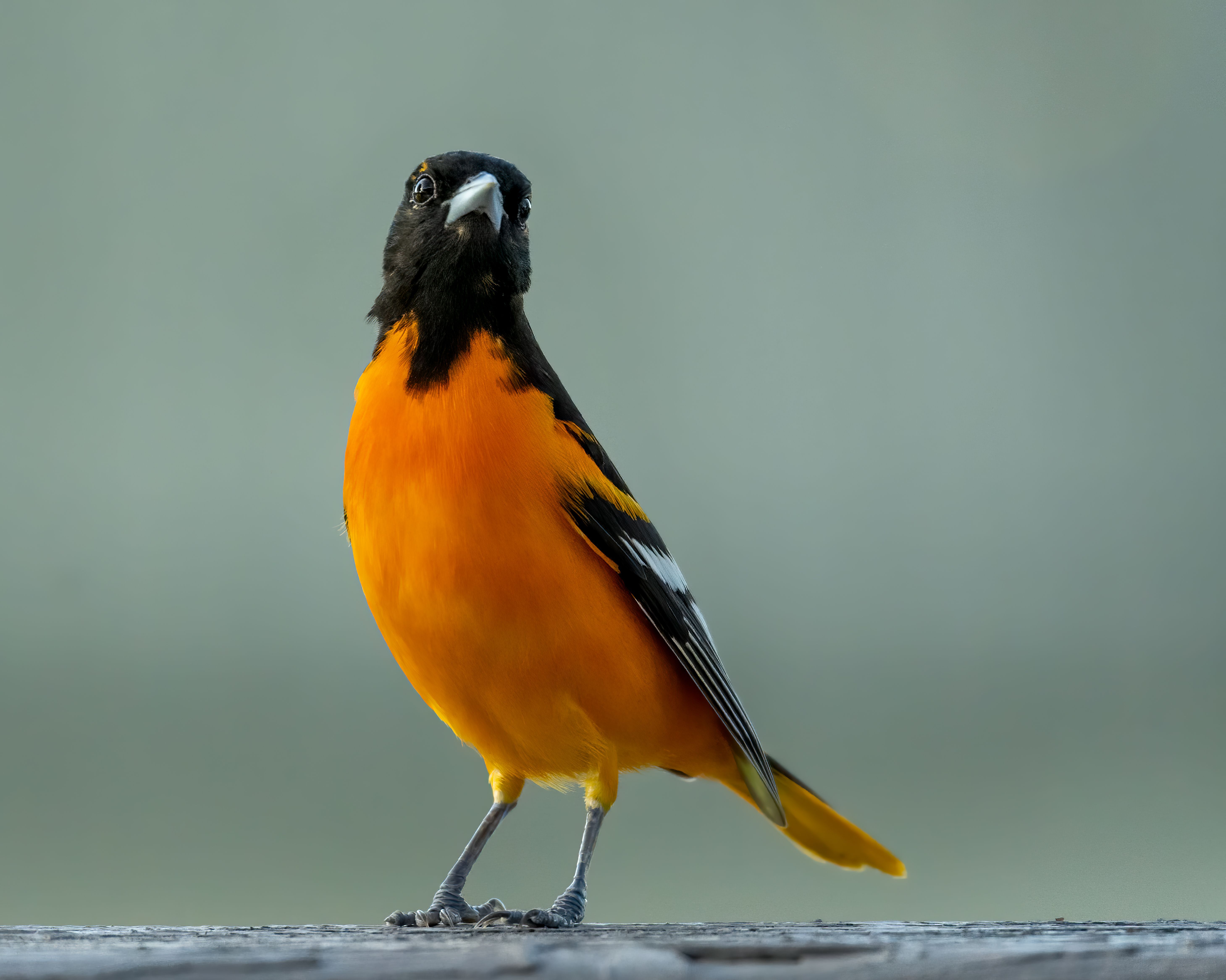 5838x4670 Close Up Shot Of A Baltimore Oriole Bird Perched On The Branch · Free
