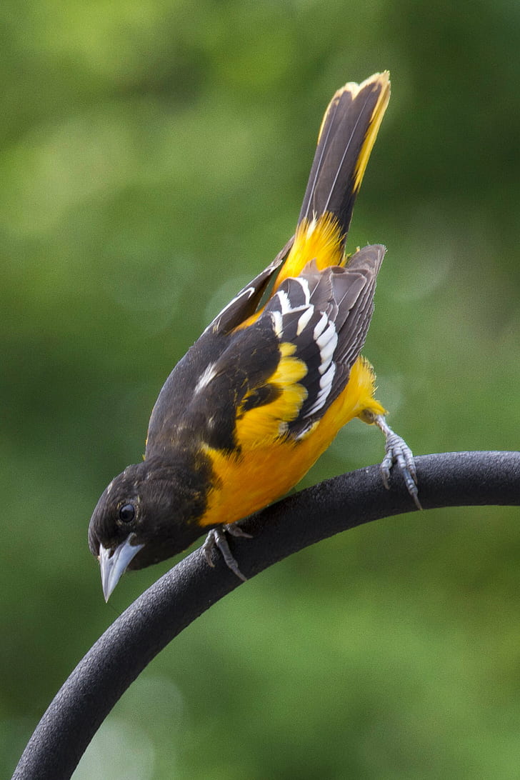 728x1092 HD wallpaper: black, yellow, and white bird, baltimore oriole, baltimore oriole