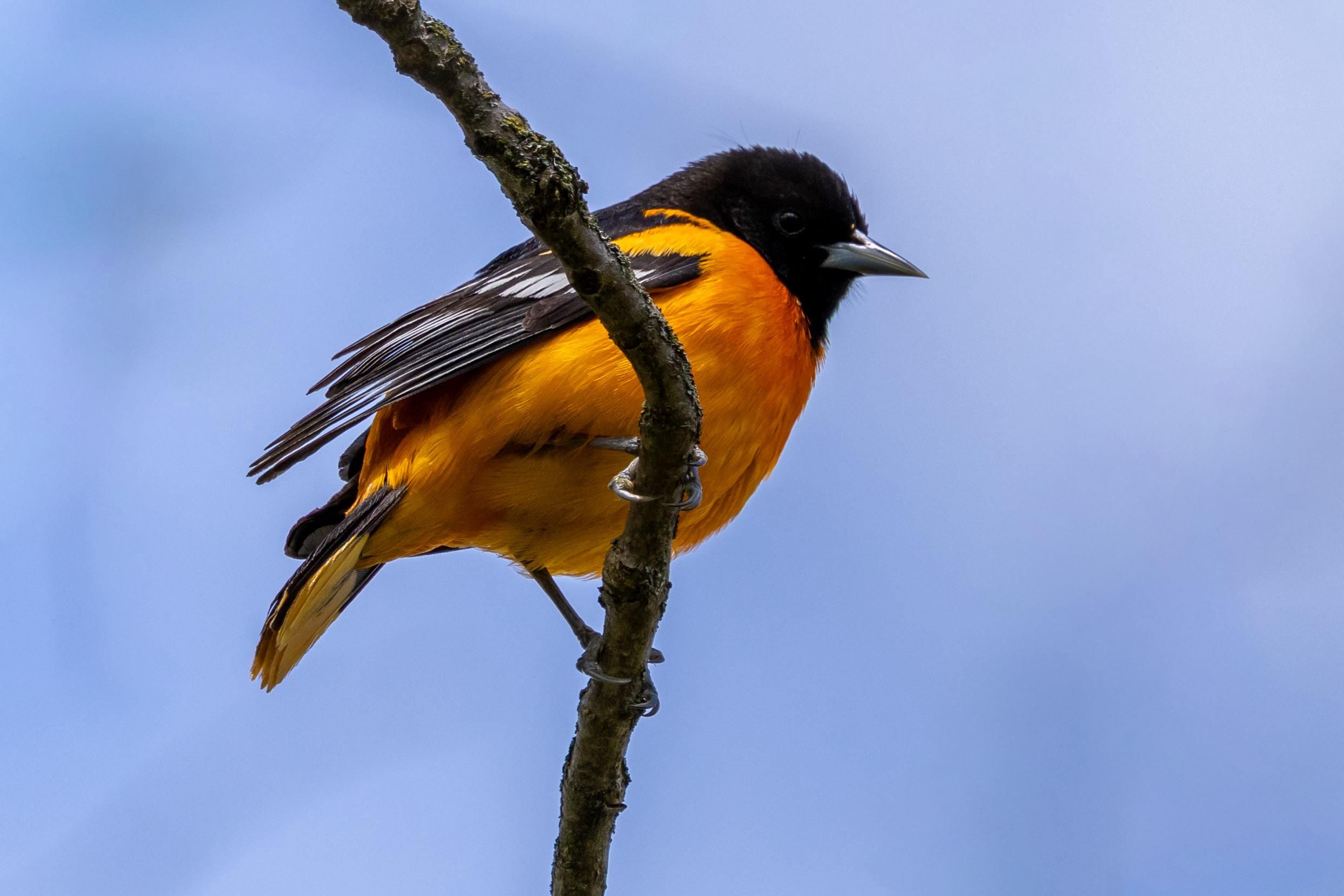 2486x1657 Baltimore orioles are such a beautiful color of orange
