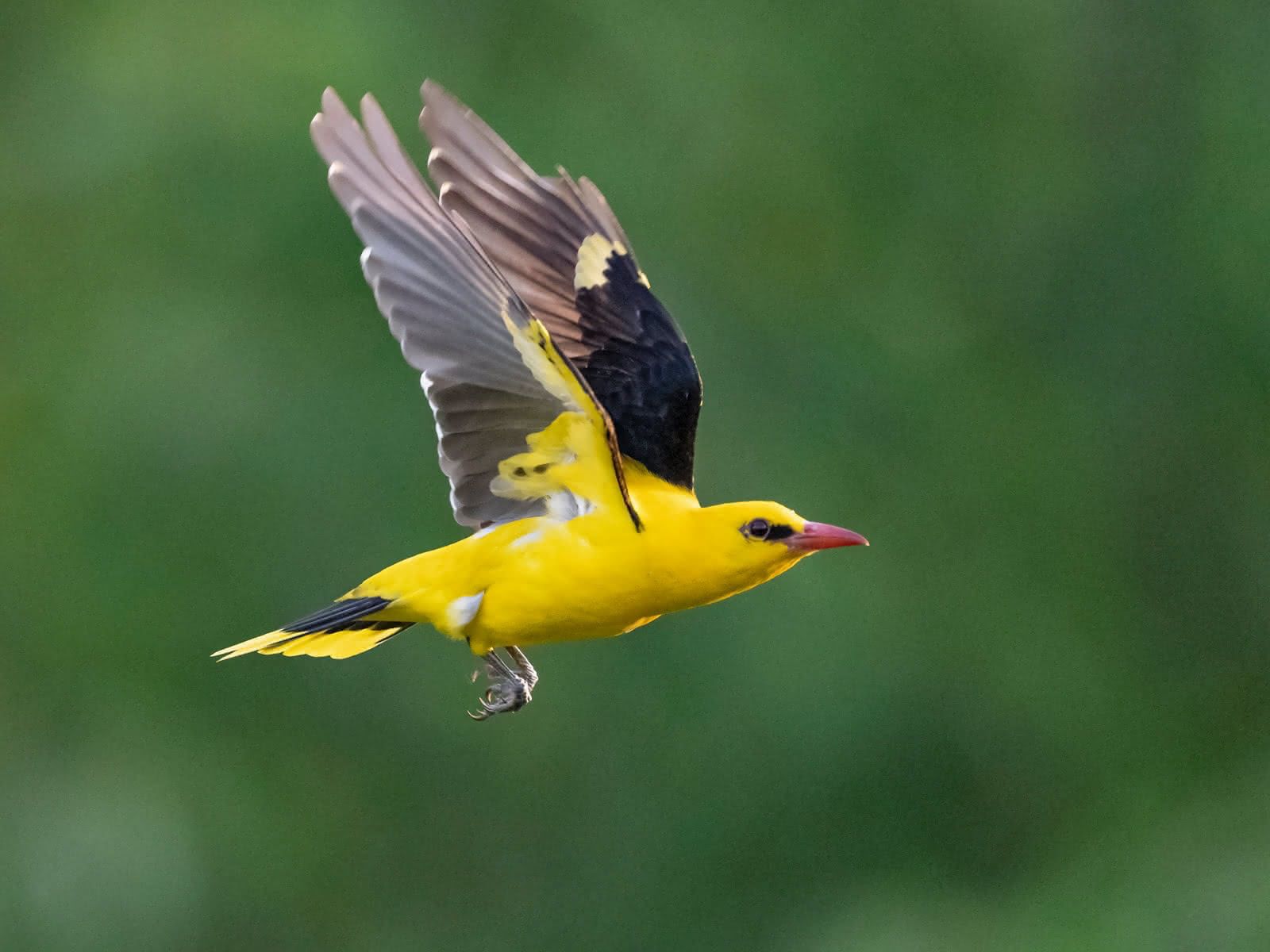 1600x1200 vogelwarte.ch Golden Oriole