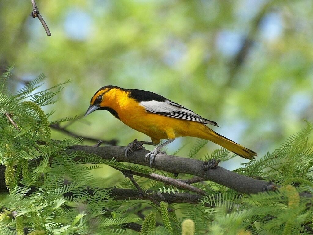 1024x768 ORIOLE 8X10 GLOSSY PHOTO PICTURE IMAGE