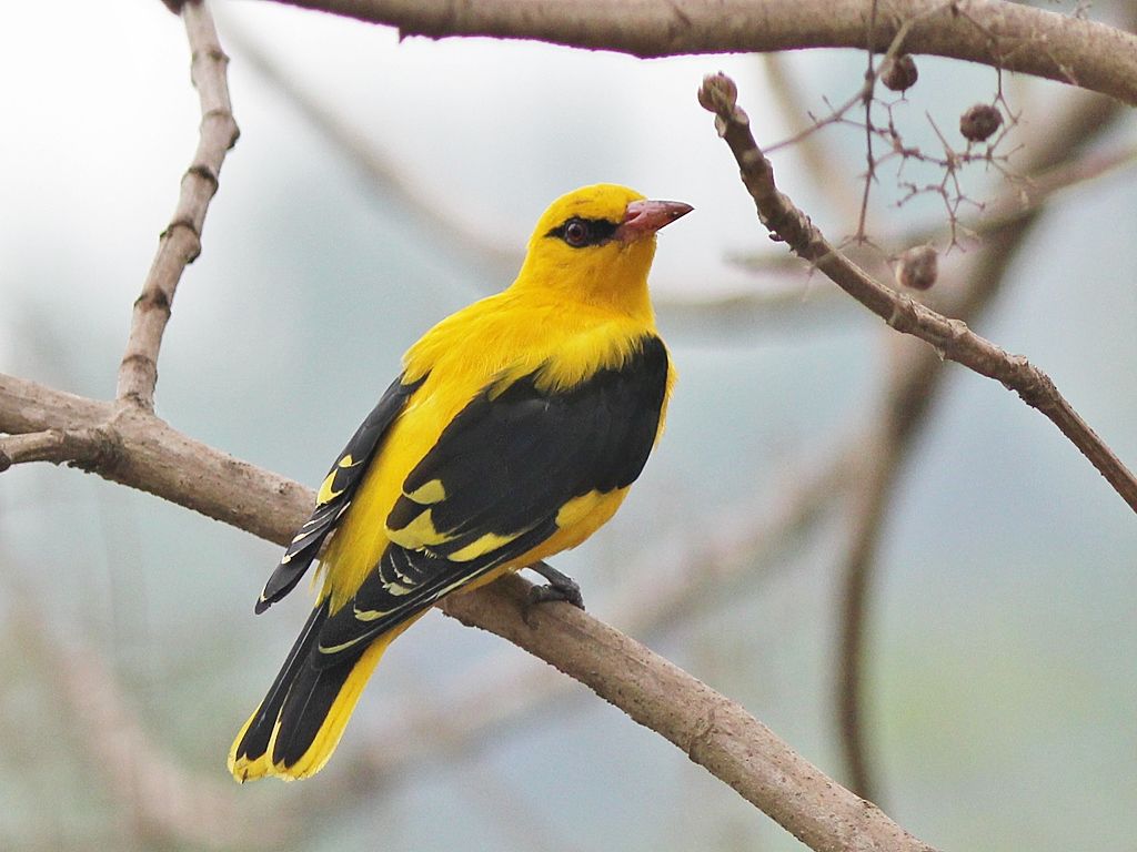 1024x768 Indian golden oriole