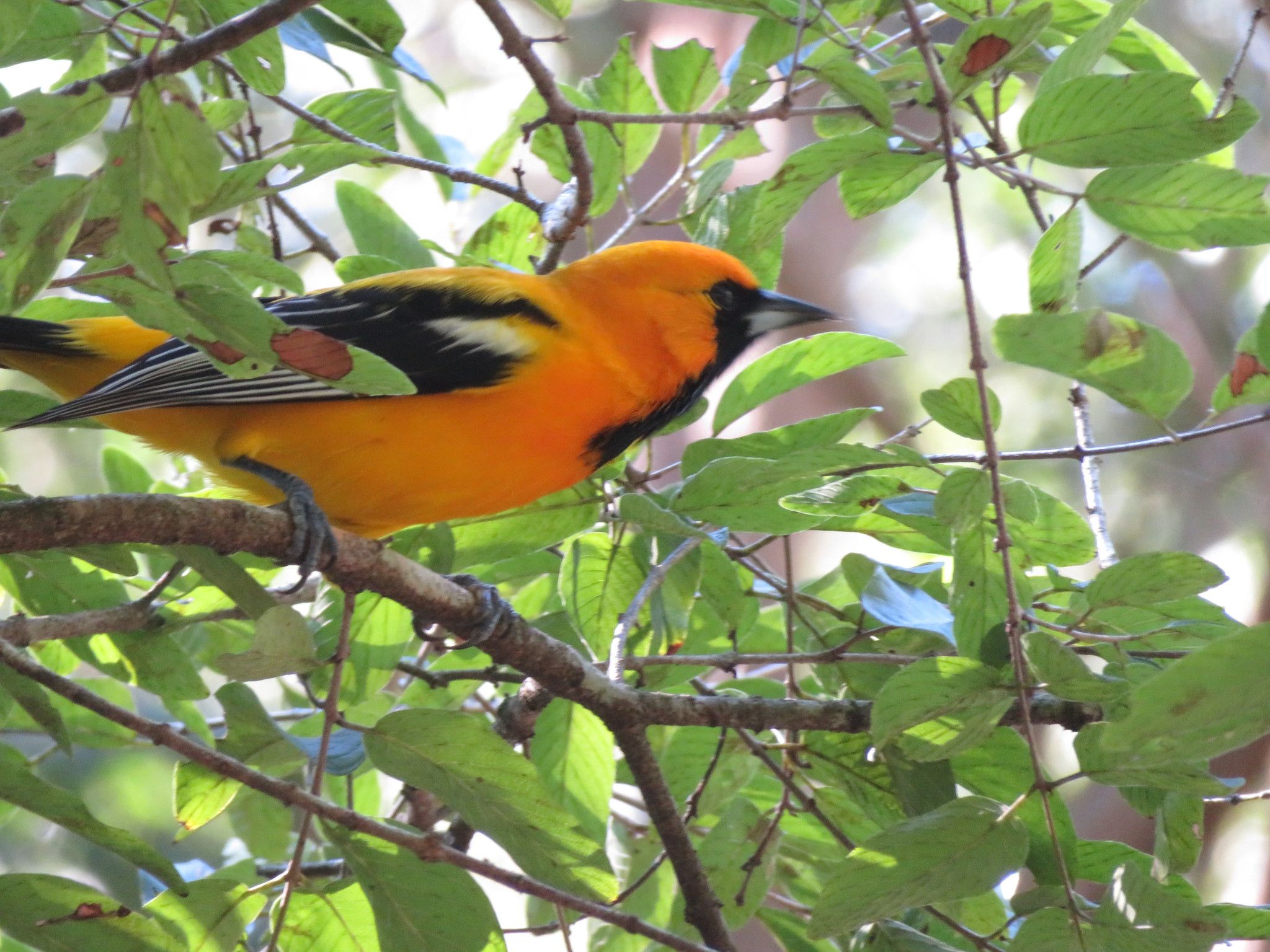 2048x1536 Orange oriole