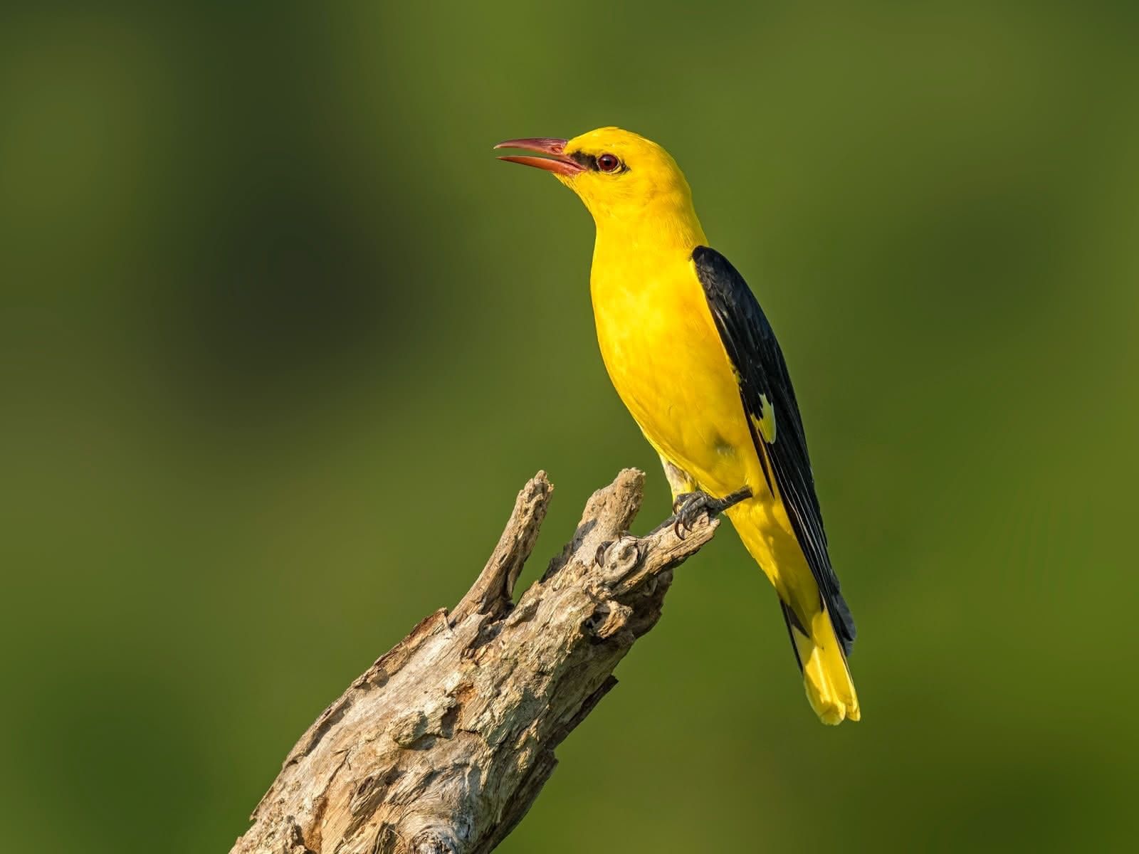 1600x1200 vogelwarte.ch Golden Oriole