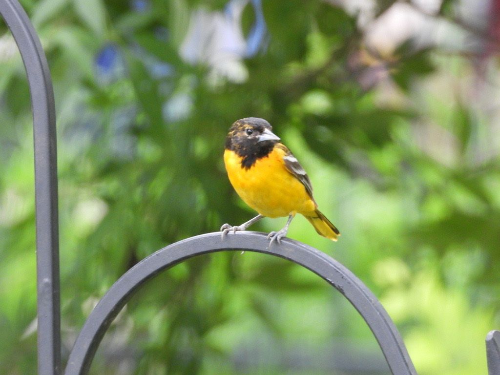 1024x768 Baltimore Oriole bird sound