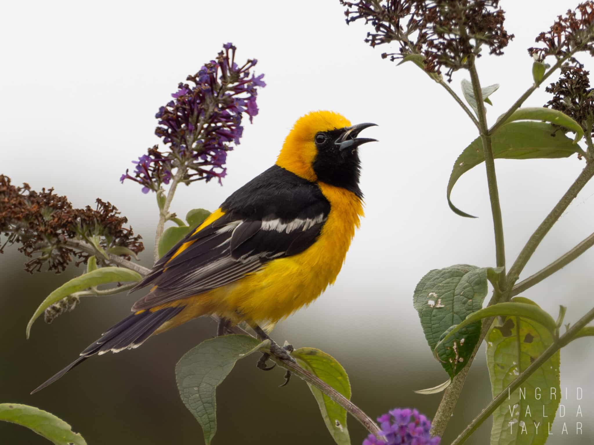 2048x1536 Orioles