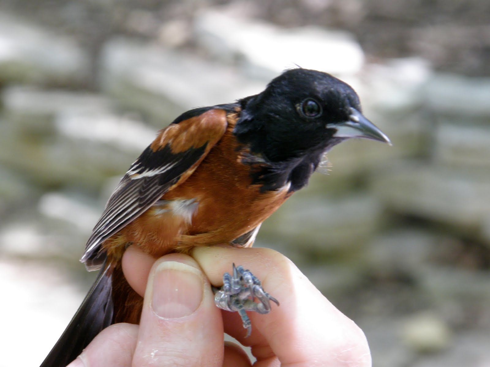 1600x1200 Orchard Oriole Banded (with photo)