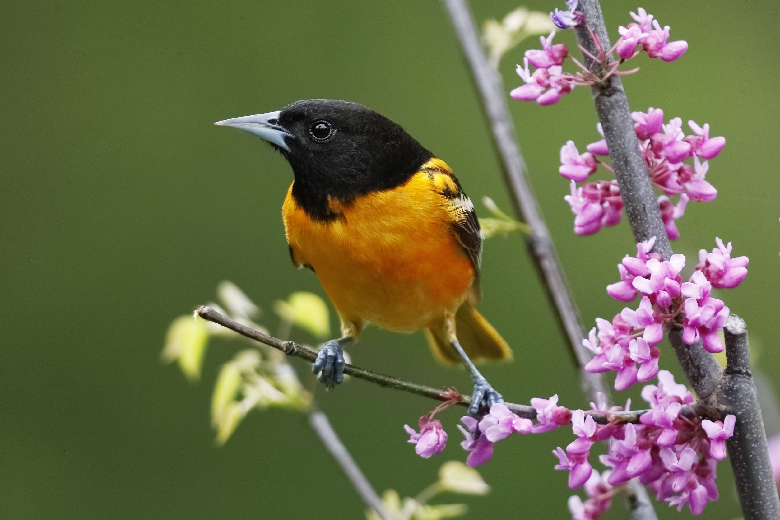 2508x1672 The Birds of Change Magazine