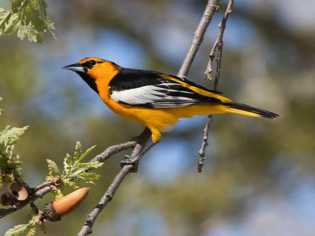 1024x768 Types Of Orioles