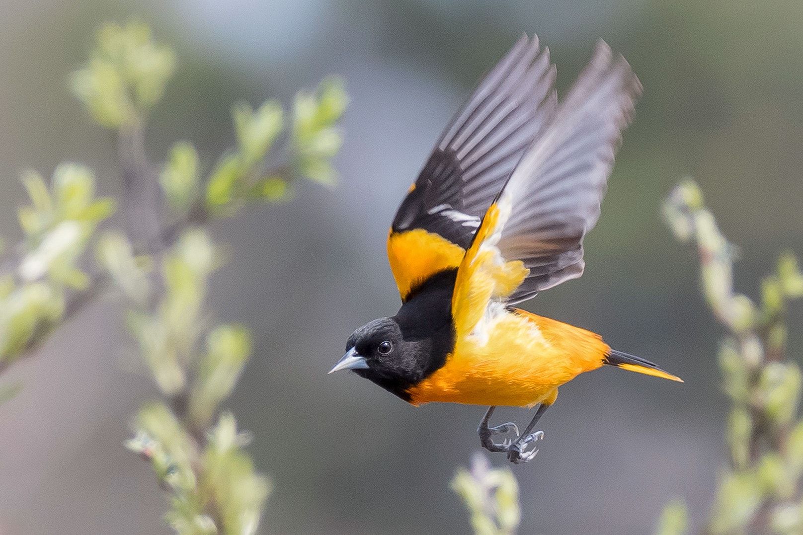 1616x1077 Fun Facts About the Baltimore Oriole