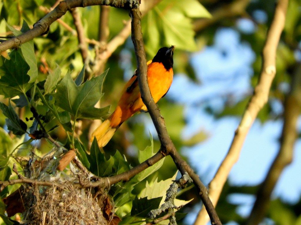 1024x768 Sporting Colors: The 2026 Baltimore Orioles Season in Inwood Hill Park