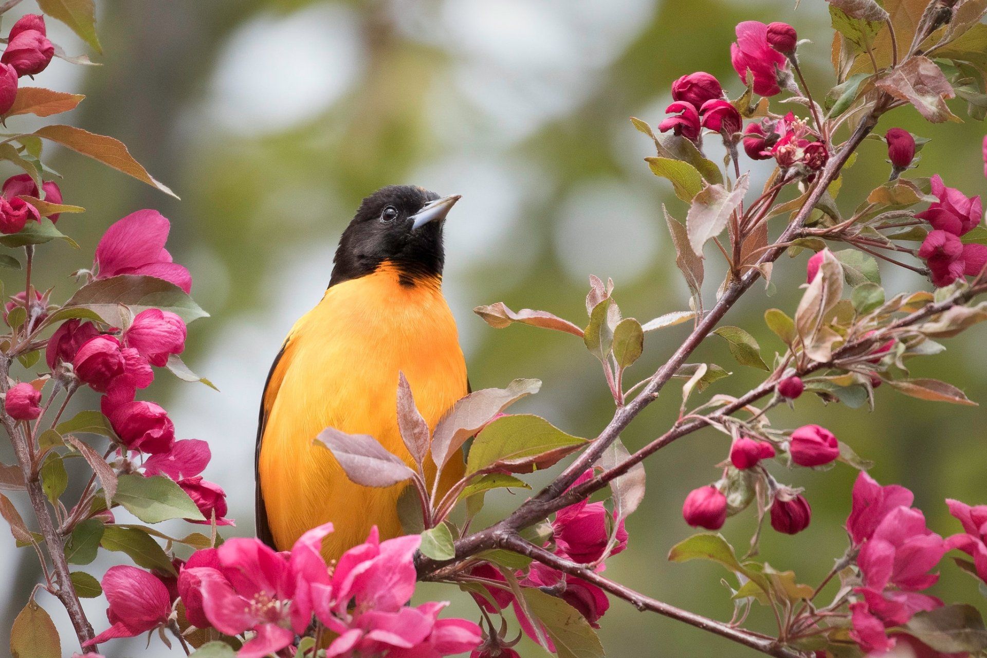 1920x1280 Download Baltimore Oriole Animal Oriole HD Wallpaperx1365