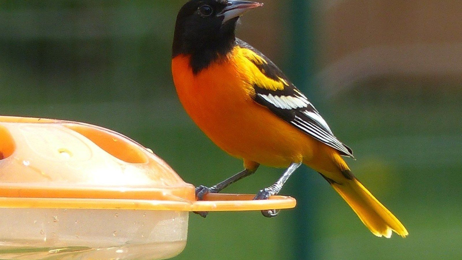 1600x900 Counting on birds and a legacy