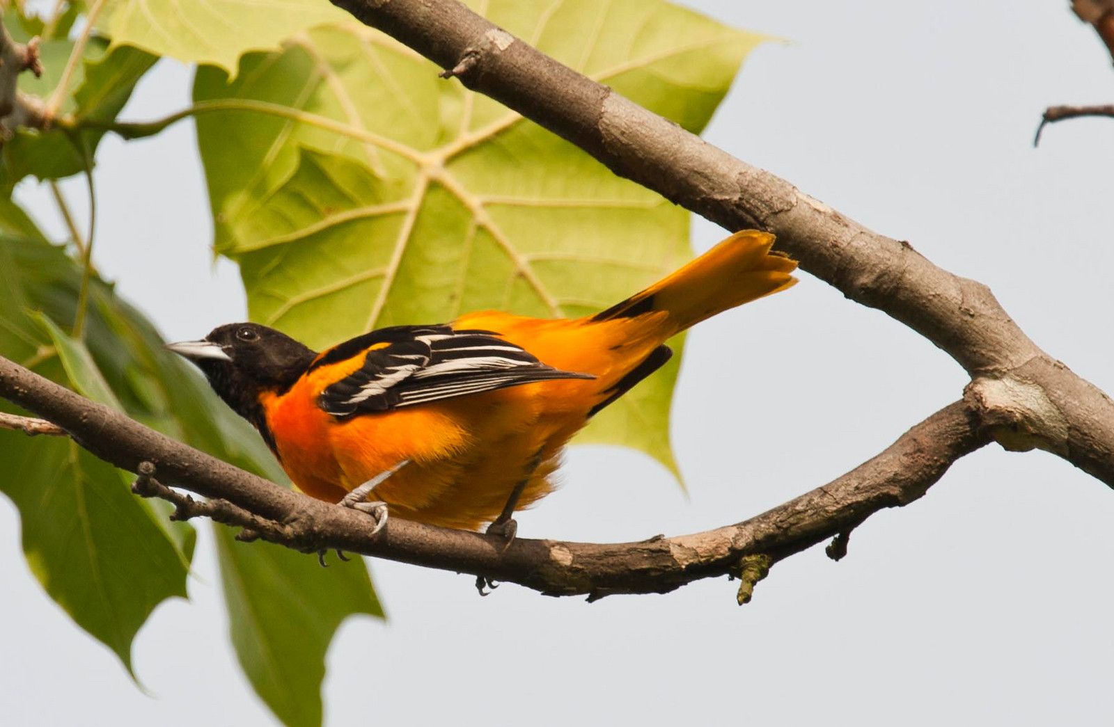 1600x1045 Monticello Park Birds and Orchard Orioles