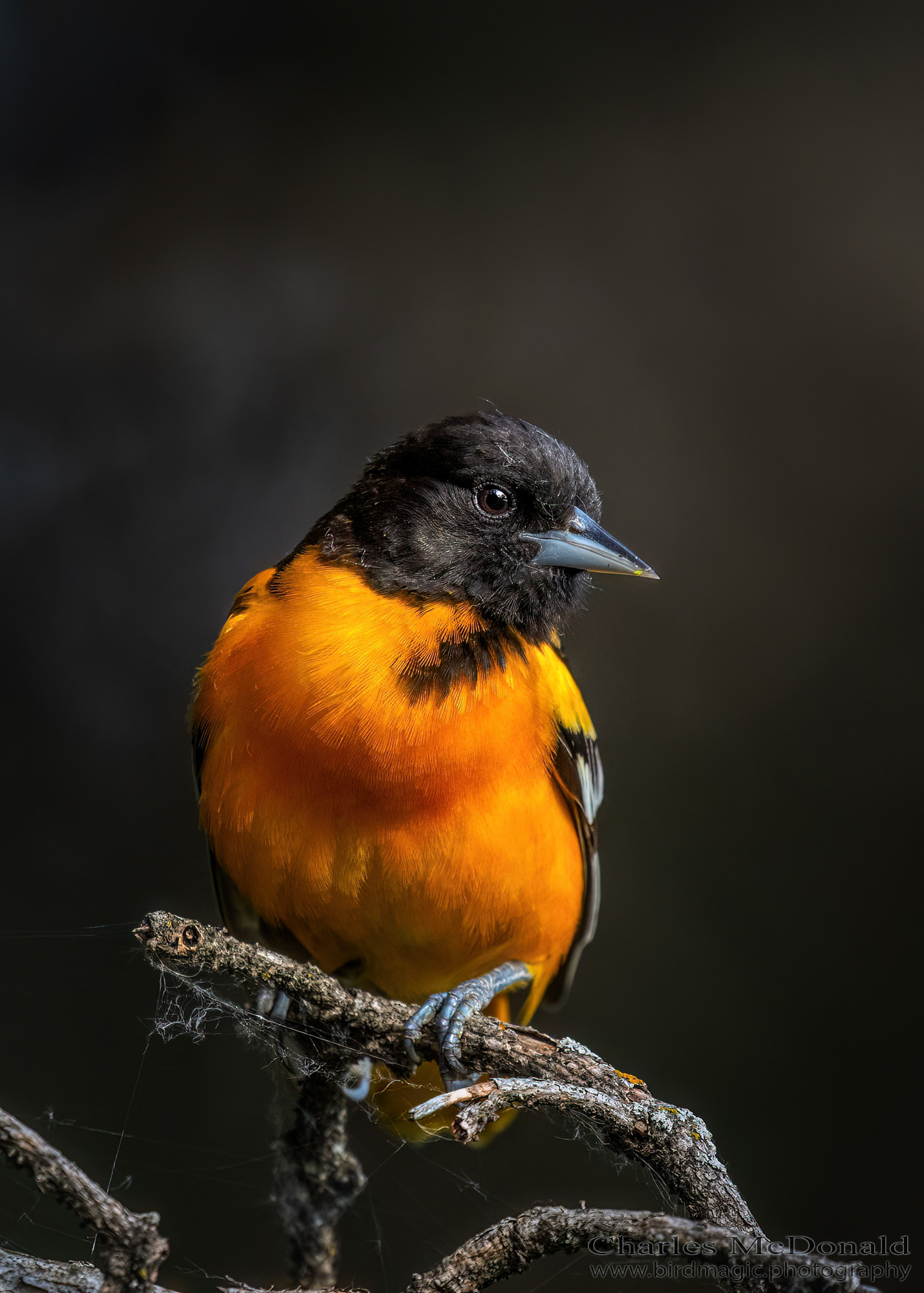 1429x2000 Bird Magic Photography