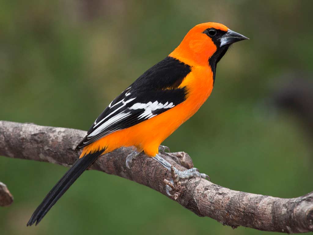1024x768 Altamira Oriole
