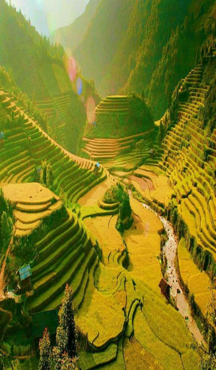 700x1200 Rice Terrace in Sapa, Vietnam. Rice field desktop wallpaper, Terrace rice field wallpaper hd, Rice