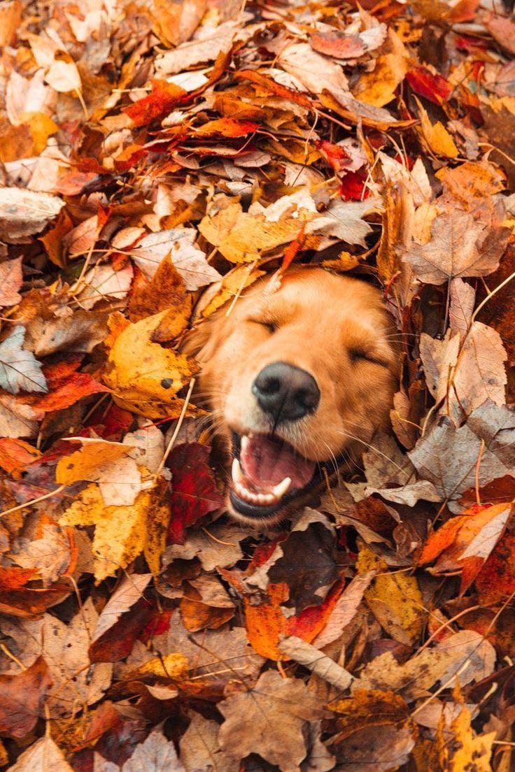 736x1104 Autumnal. Fall dog, Dogs, Autumn leaves