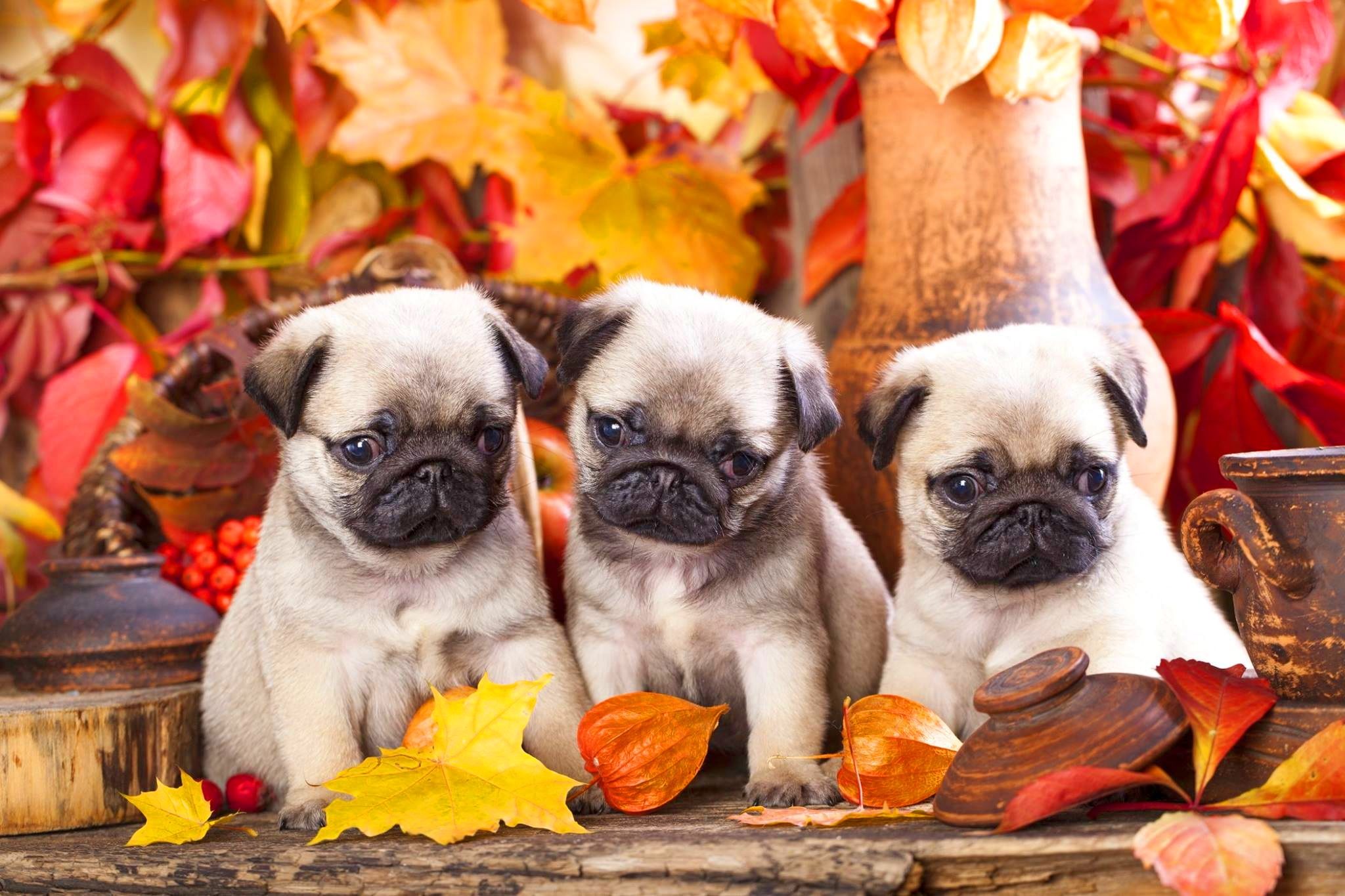 2048x1365 Autumn Pug Puppies HD Wallpaperx1365