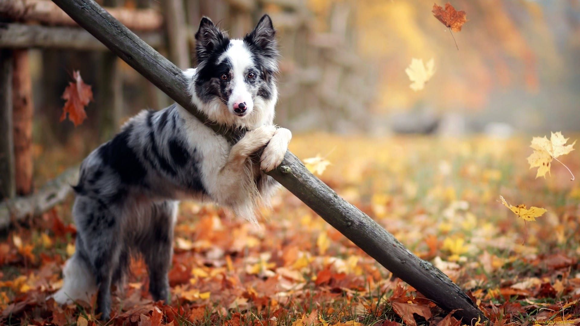 1920x1080 Cute Autumn Dog Wallpaper