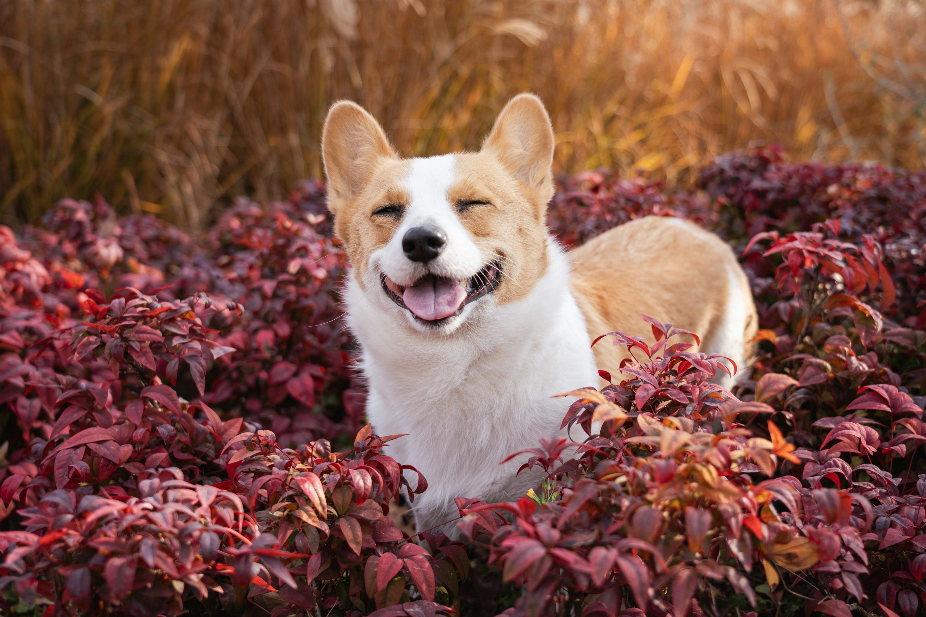 3000x2000 A happy corgi dog smiles in colorful autumn foliage