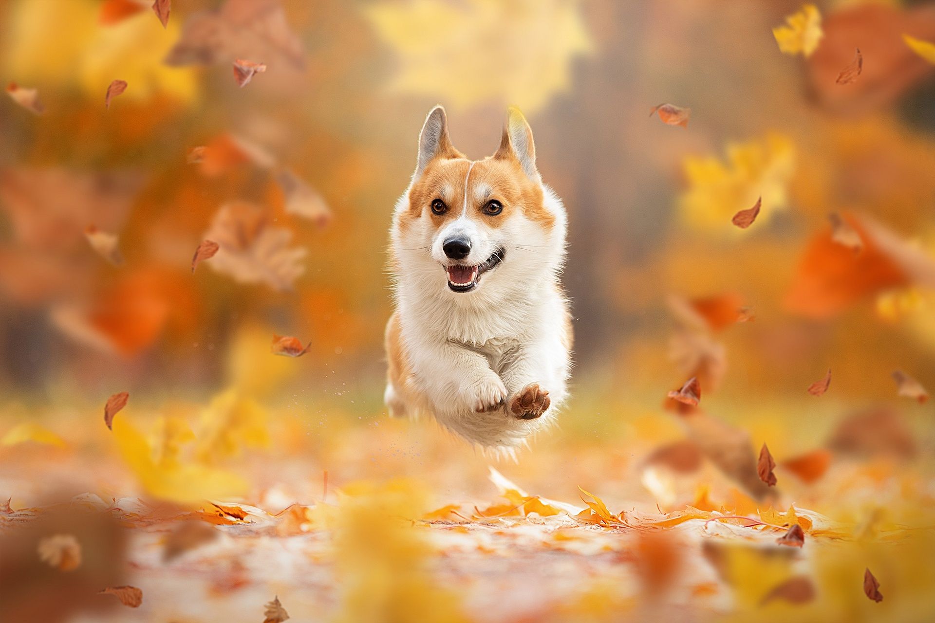 1920x1280 Free autumn, leaves Full HD wallpaper for desktop and phone