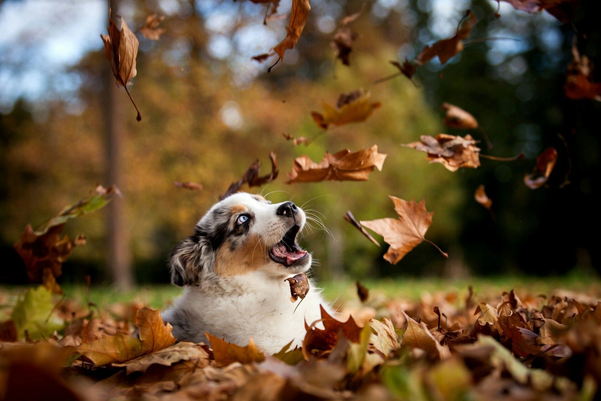 1920x1280 Cute Autumn Dog Wallpaper
