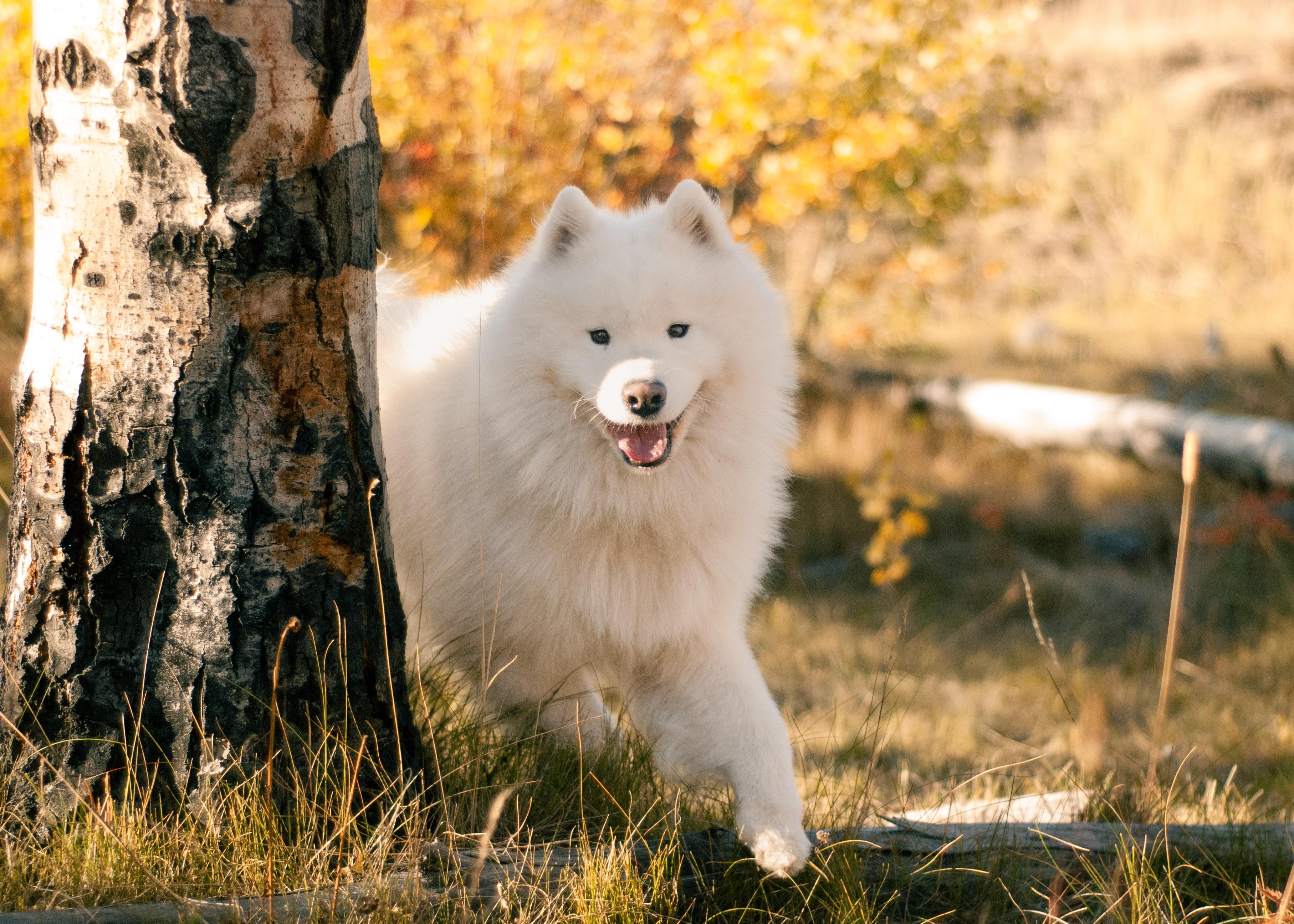 3629x2592 Fall Photohoot