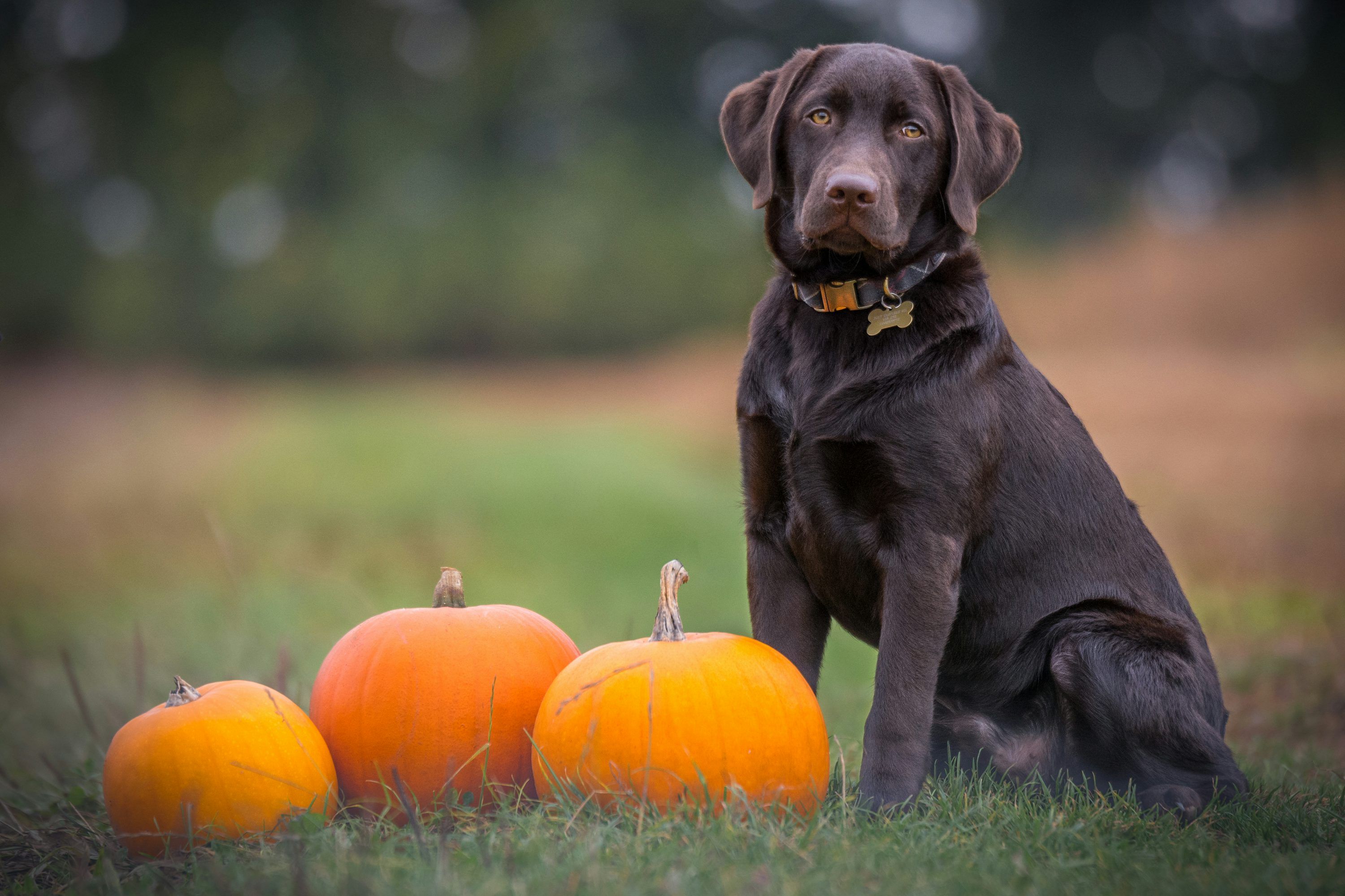 3000x2000 Fall Dog Picture. Download Free Image