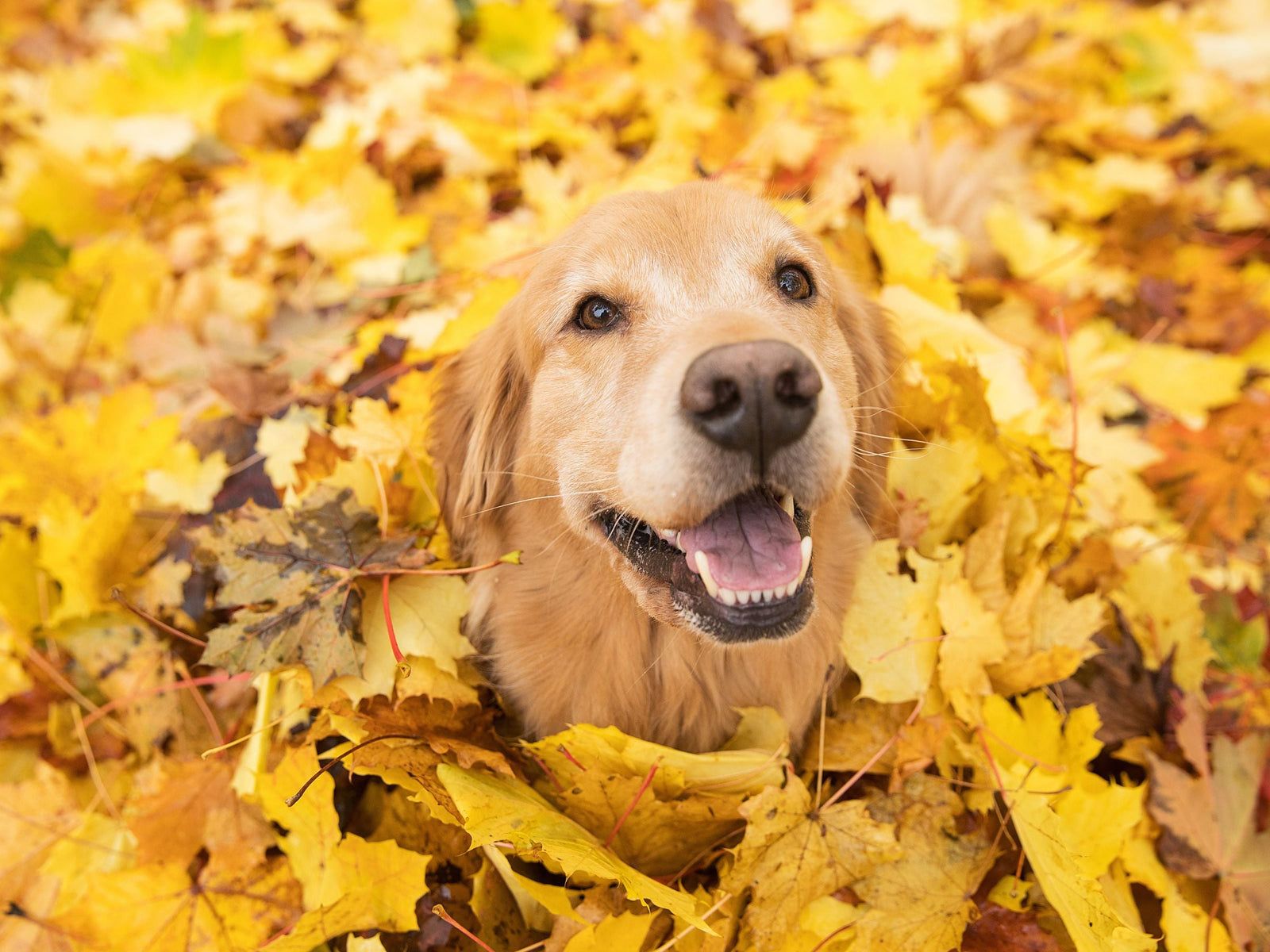 1600x1200 Autumn Dog Care: Keeping Your Dog Happy, Healthy And Cosy