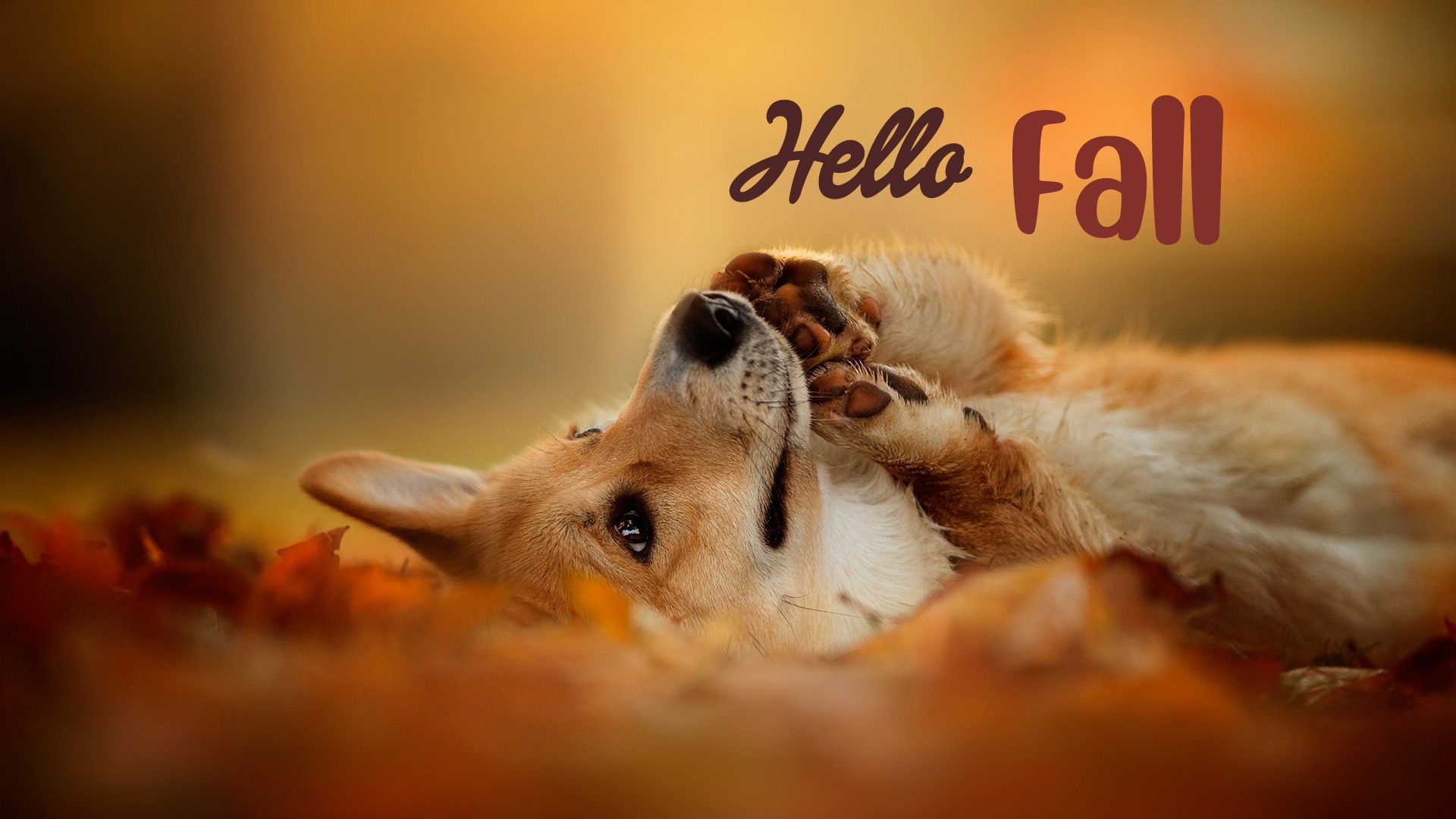 1920x1080 Cute new Hello Fall image